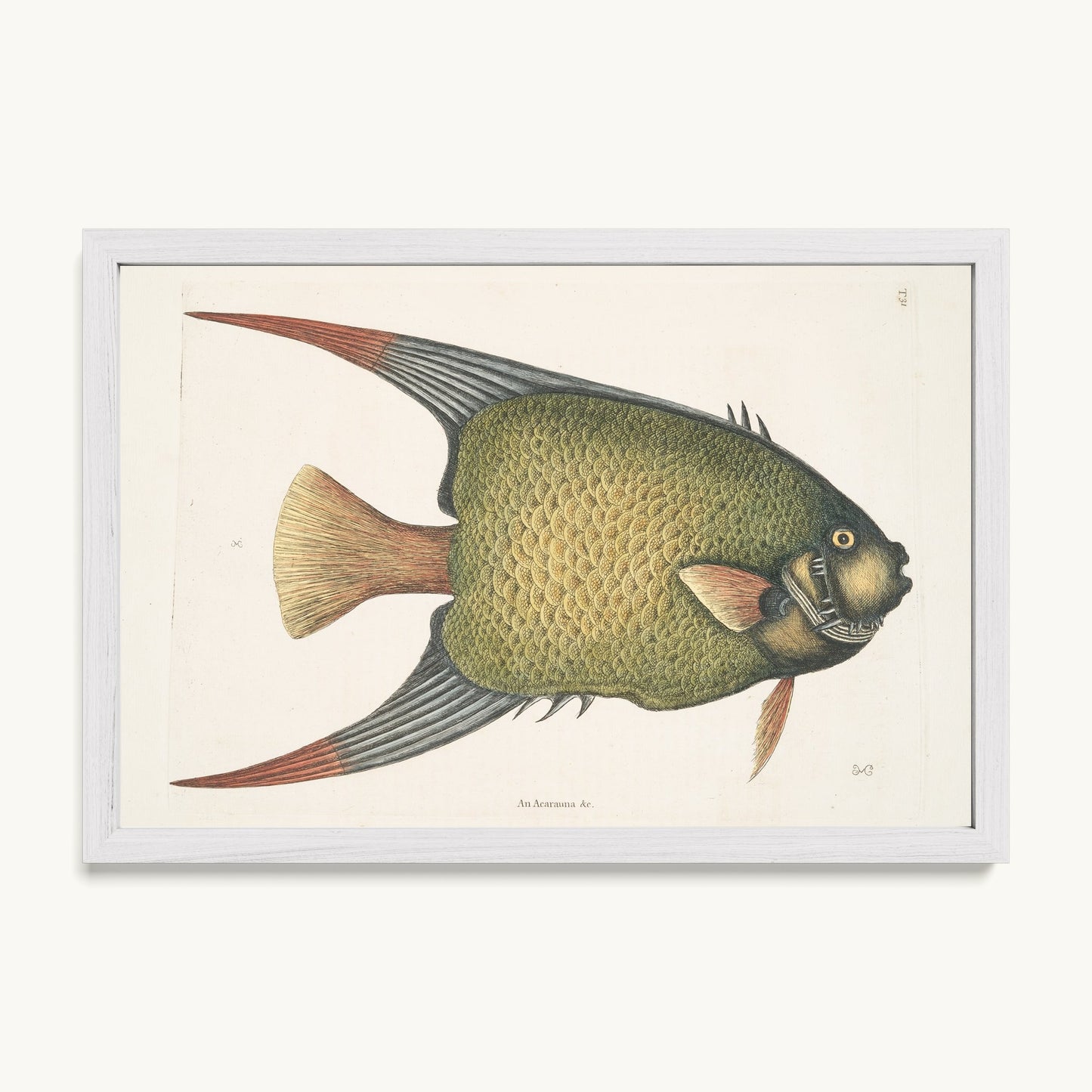 An Acarauna