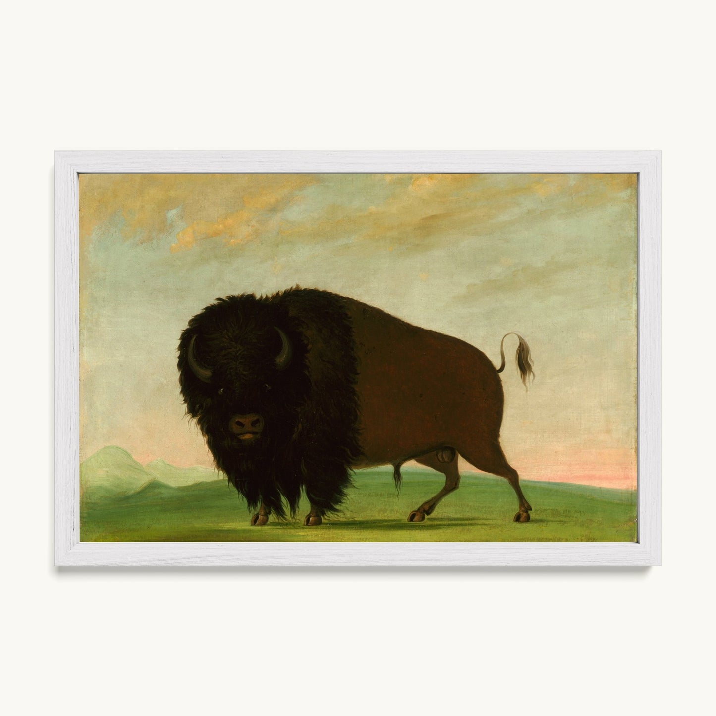 Buffalo Bull, Grazing on the Prairie