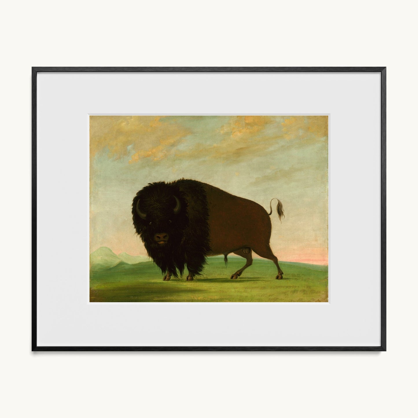 Buffalo Bull, Grazing on the Prairie