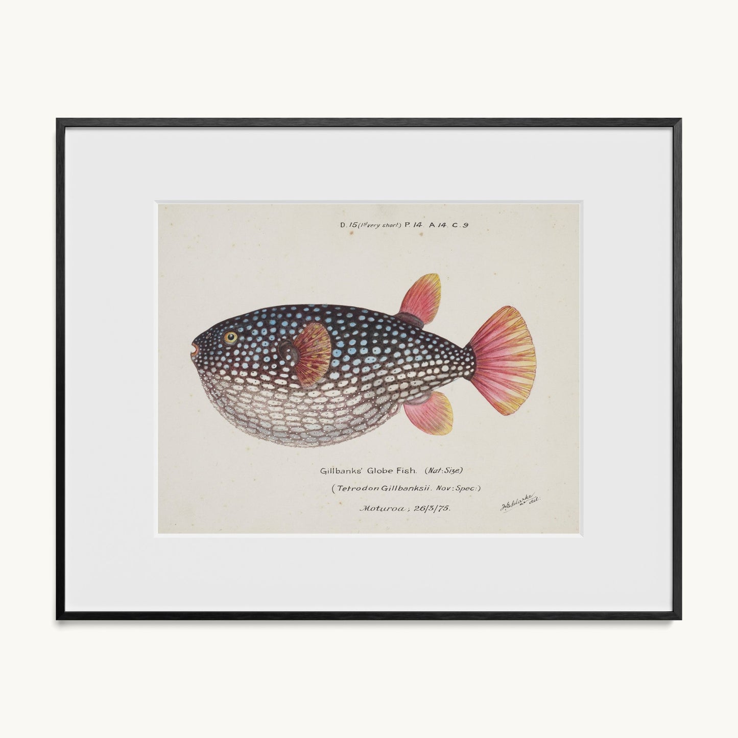Arothron gillbanksii (Gillbanks' Globe Fish)
