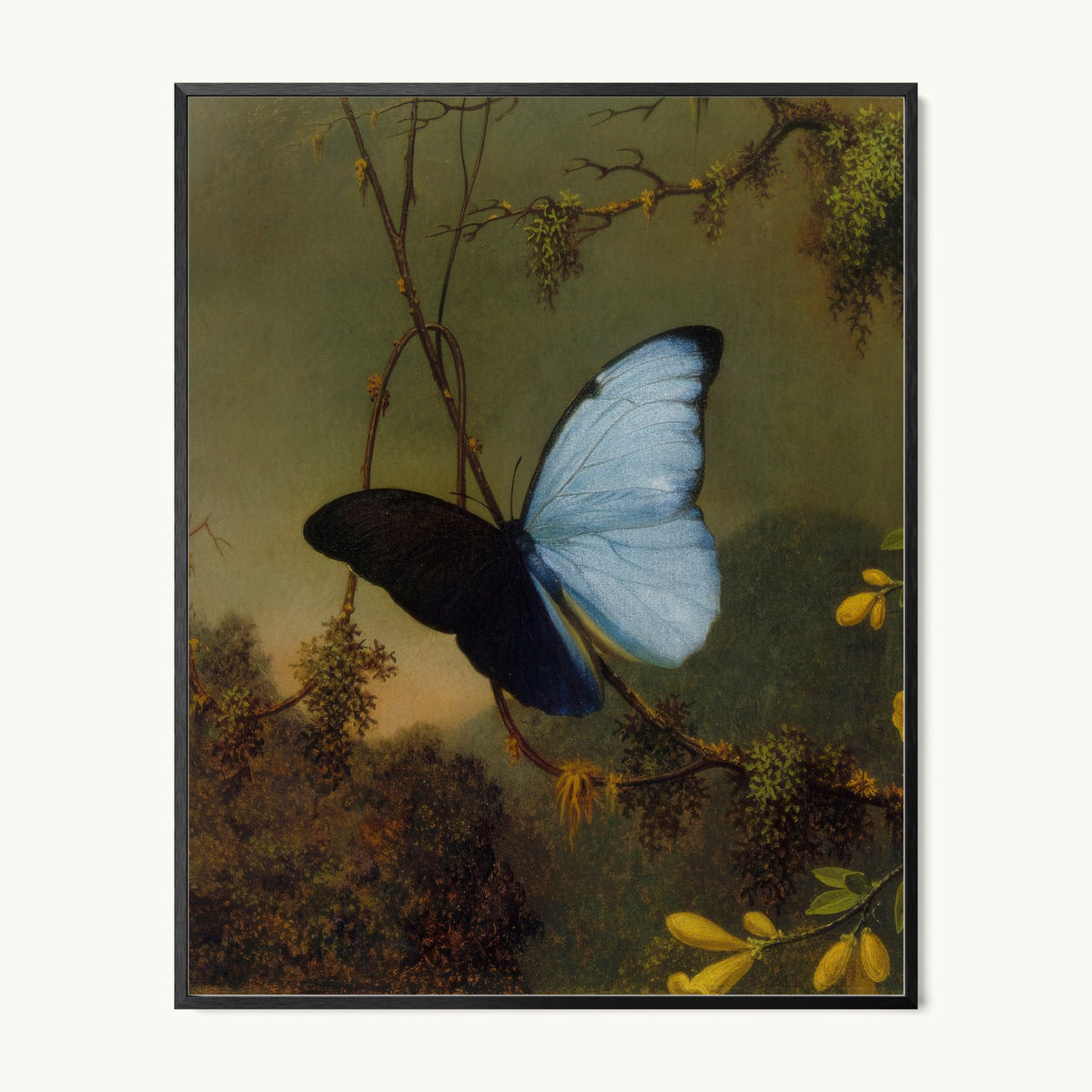 Blue Morpho Butterfly