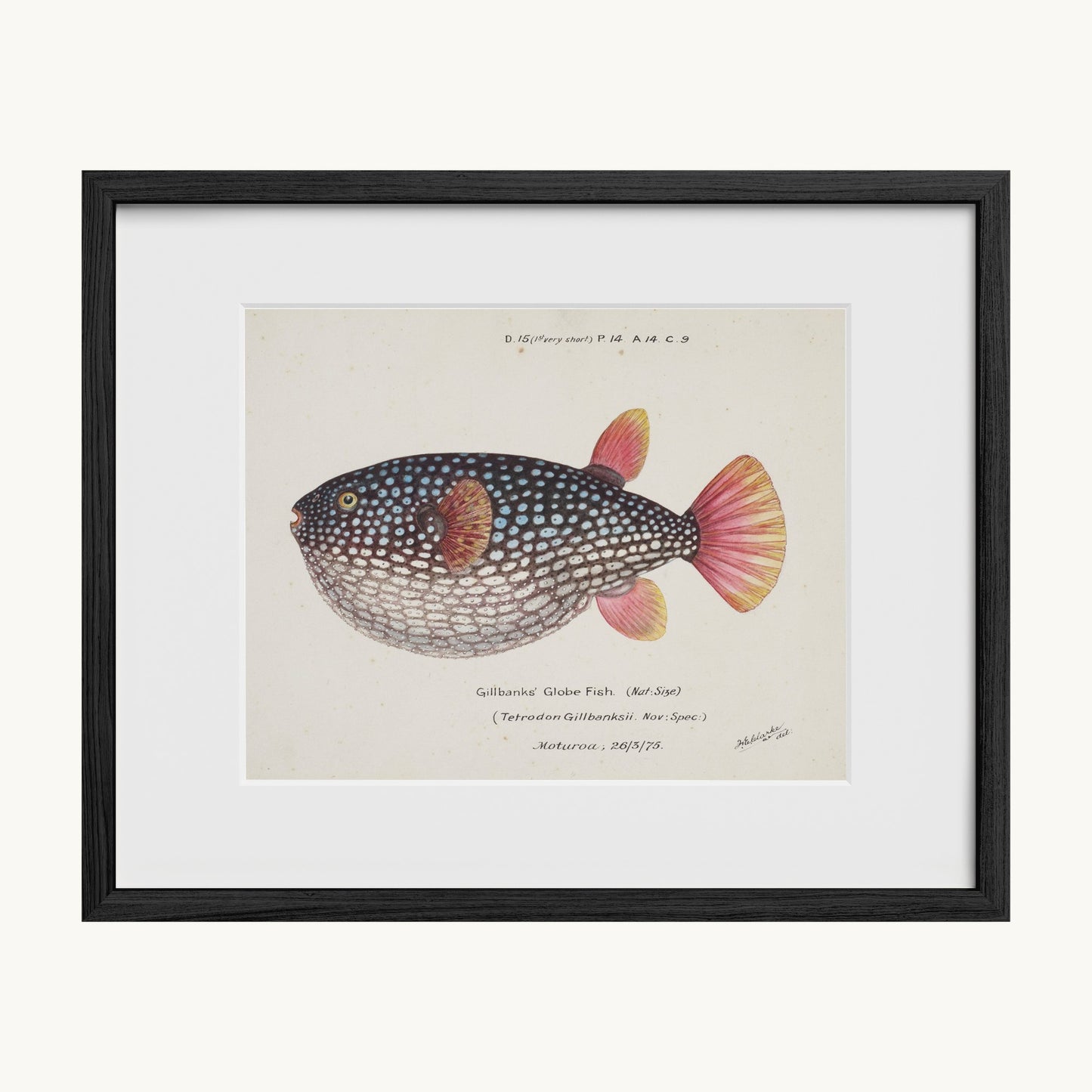 Arothron gillbanksii (Gillbanks' Globe Fish)