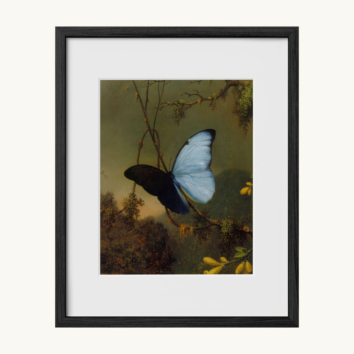 Blue Morpho Butterfly