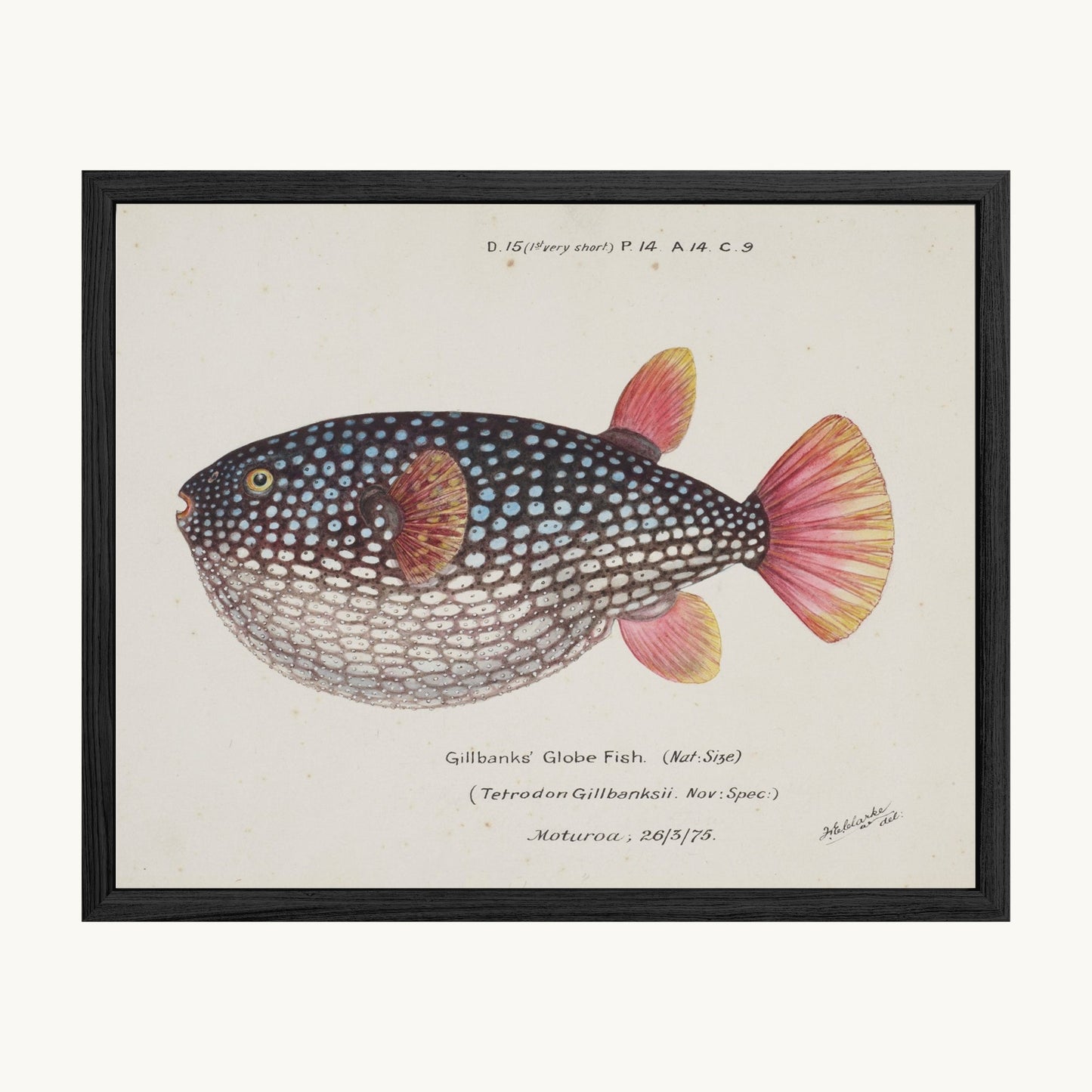 Arothron gillbanksii (Gillbanks' Globe Fish)