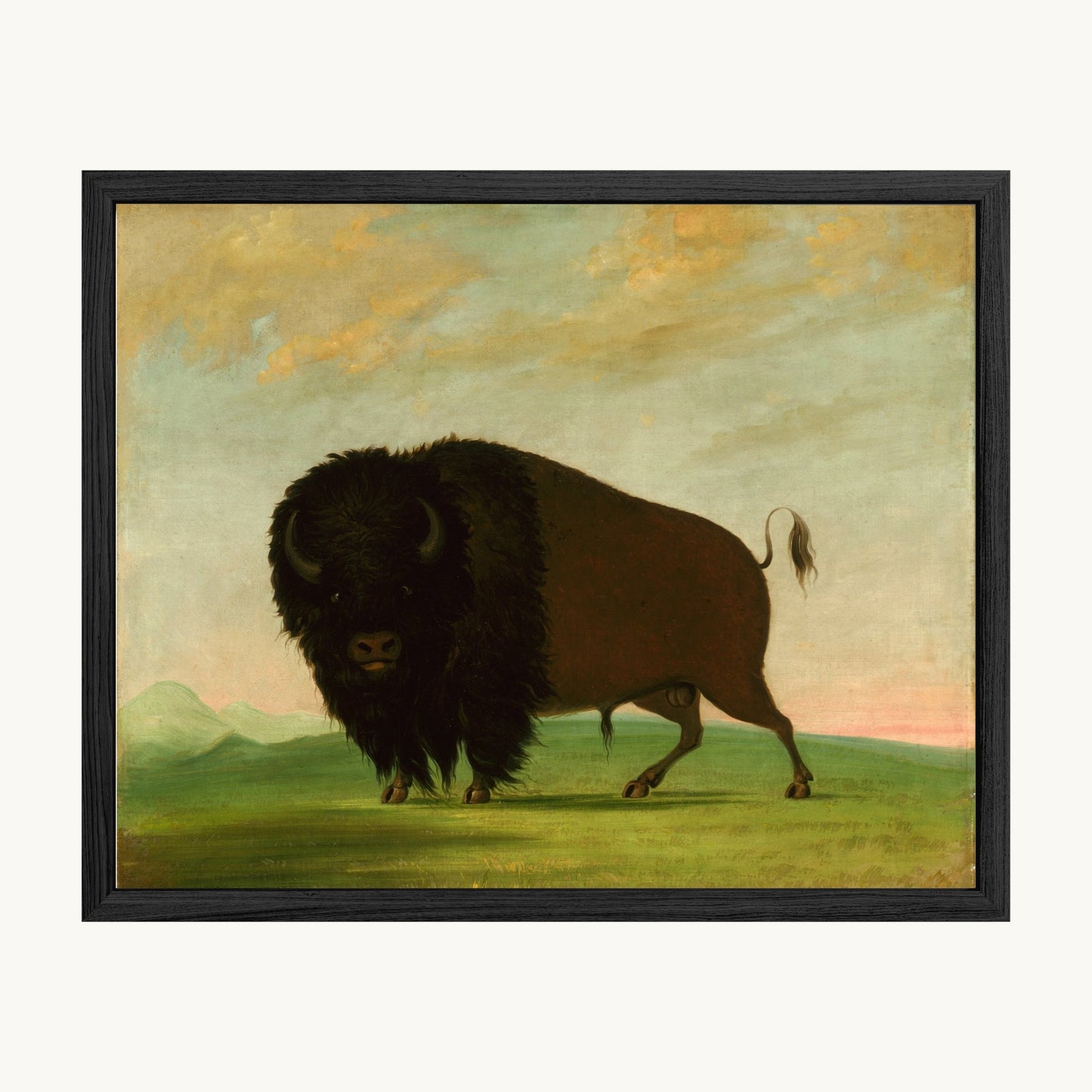 Buffalo Bull, Grazing on the Prairie