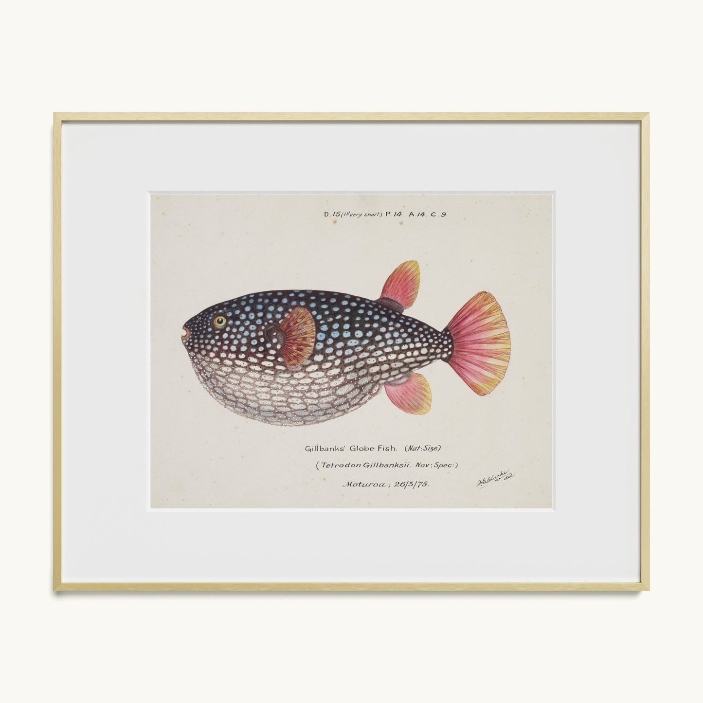 Arothron gillbanksii (Gillbanks' Globe Fish)