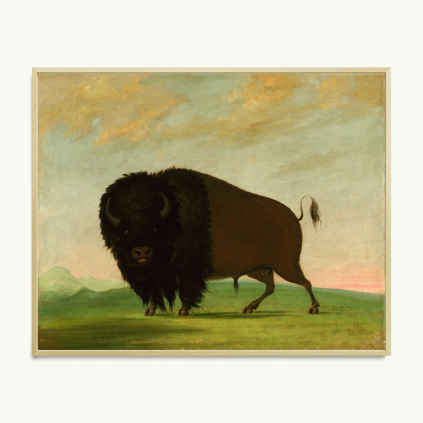 Buffalo Bull, Grazing on the Prairie