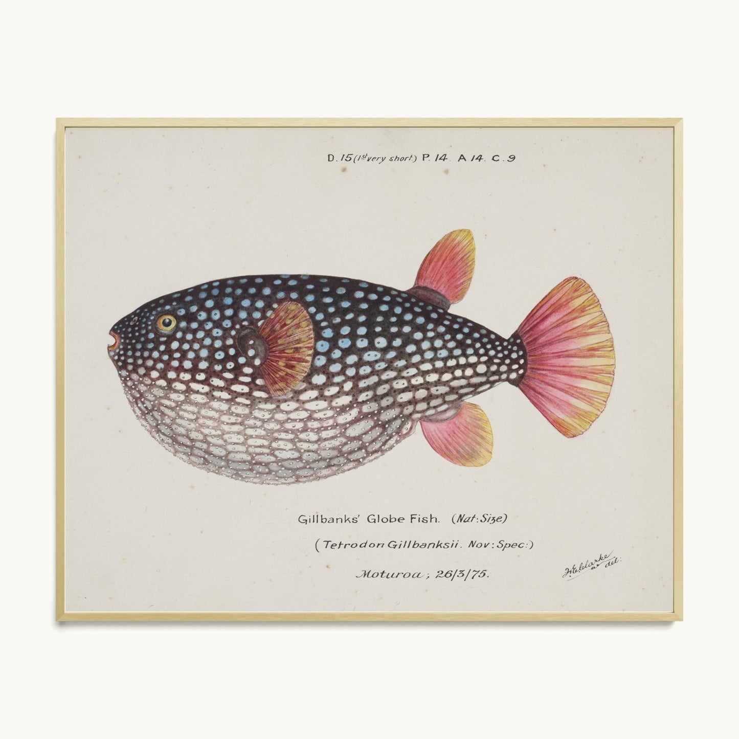 Arothron gillbanksii (Gillbanks' Globe Fish)
