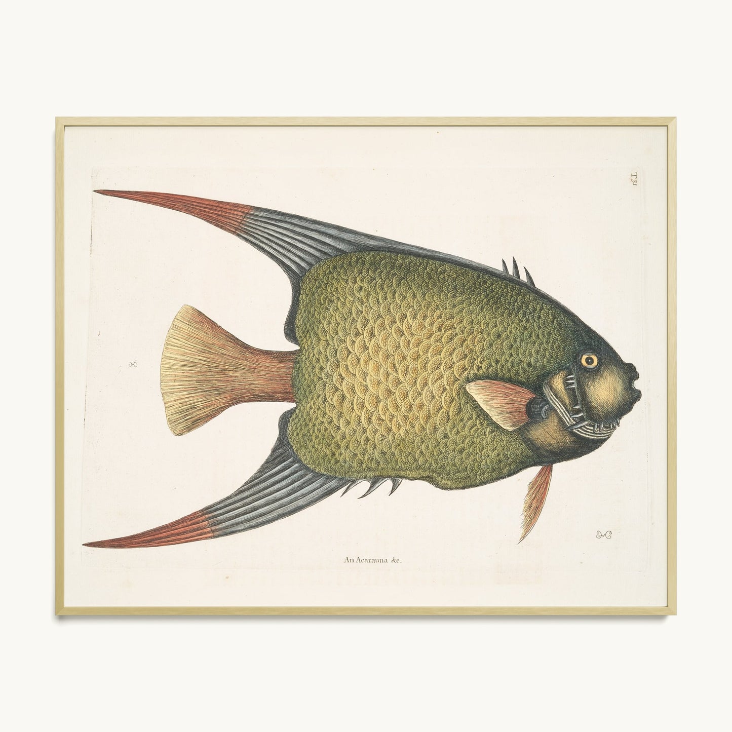 An Acarauna