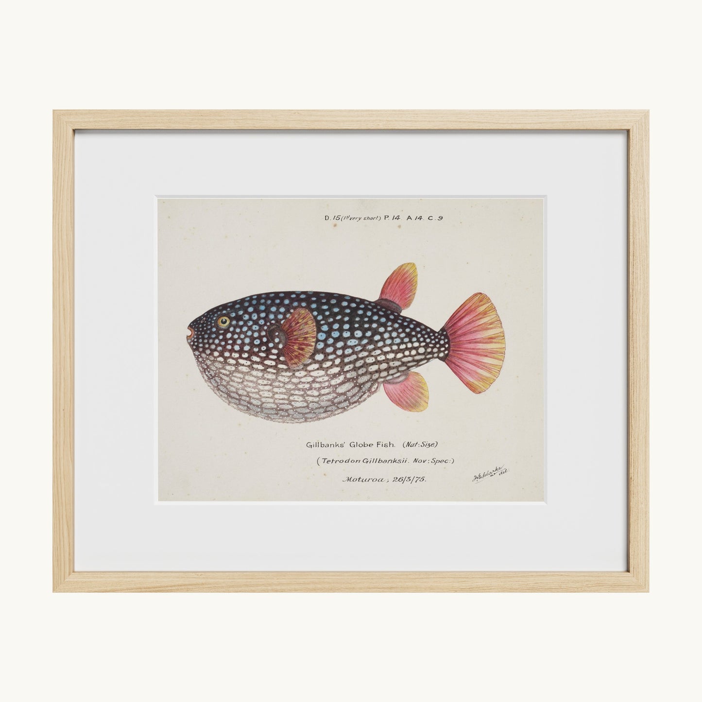 Arothron gillbanksii (Gillbanks' Globe Fish)