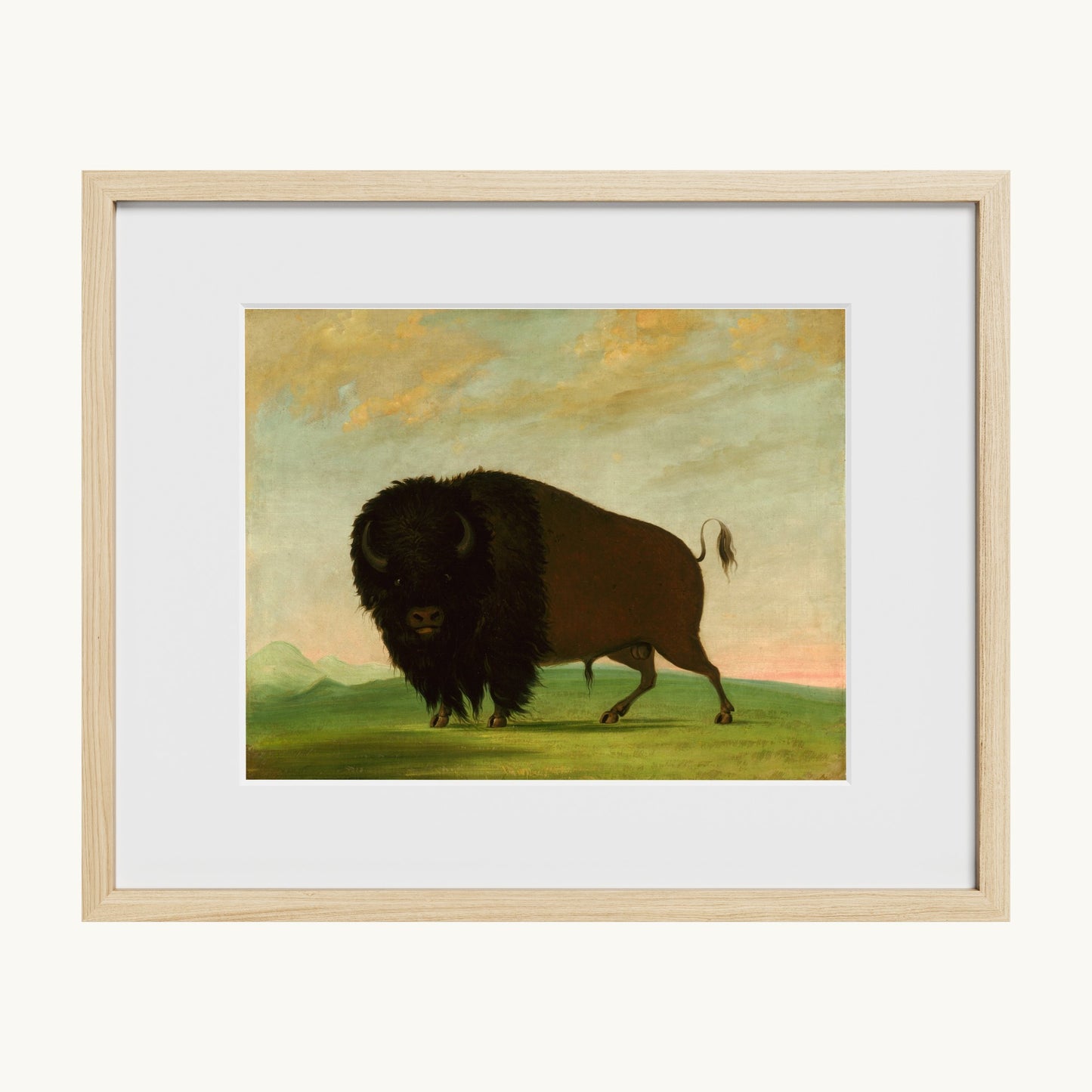 Buffalo Bull, Grazing on the Prairie