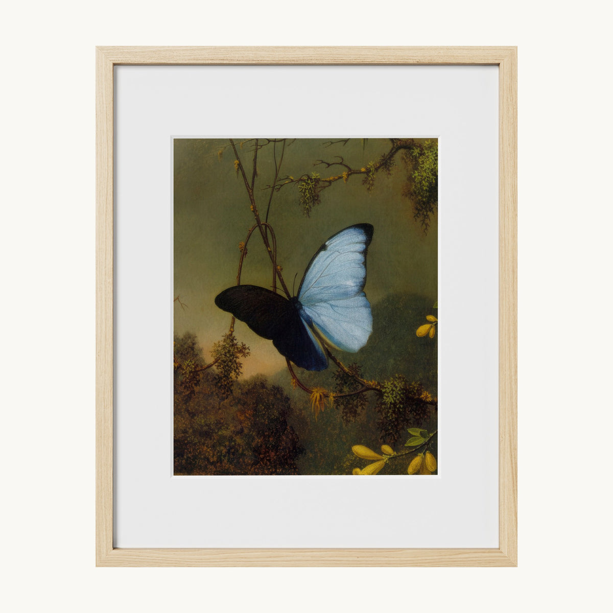 Blue Morpho Butterfly