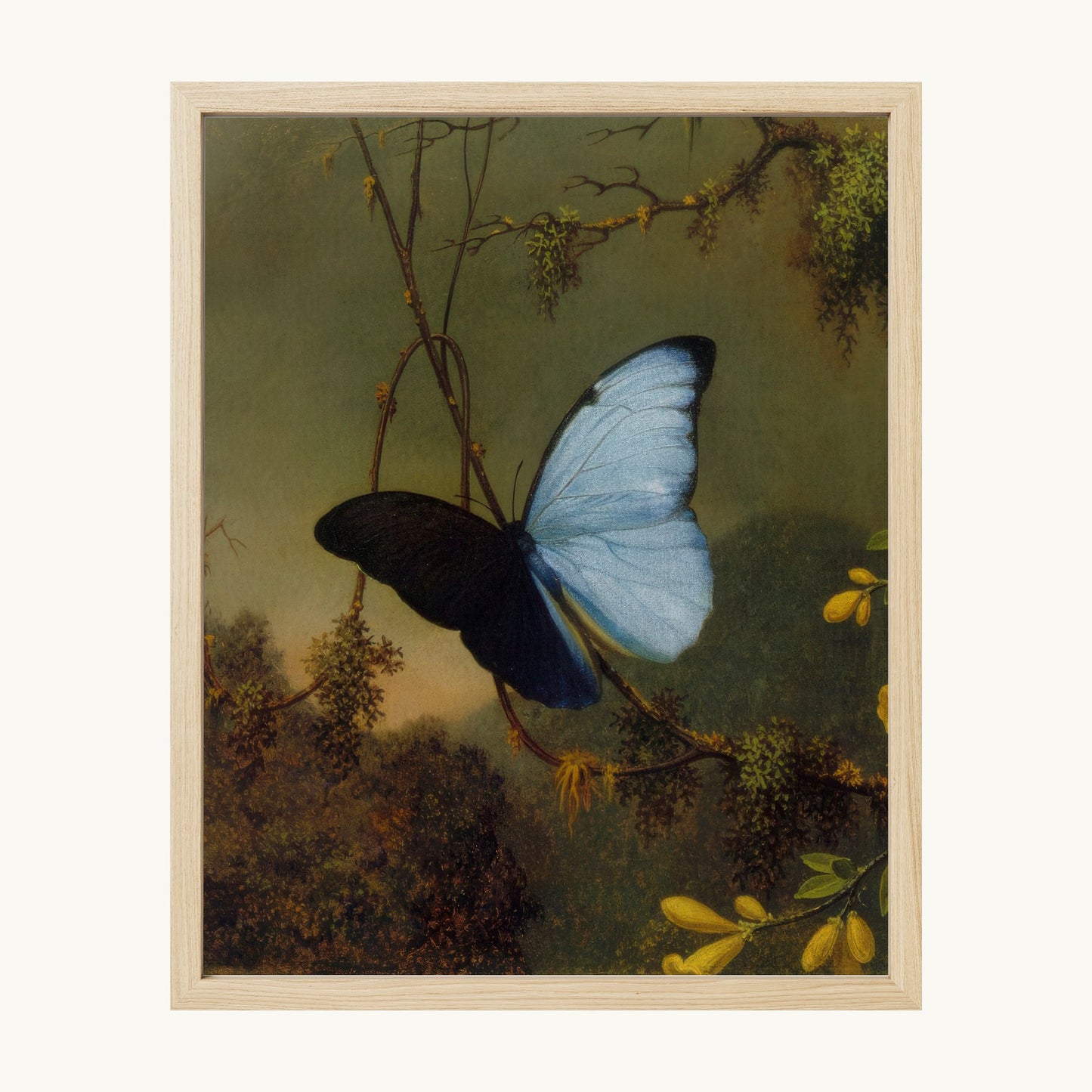 Blue Morpho Butterfly