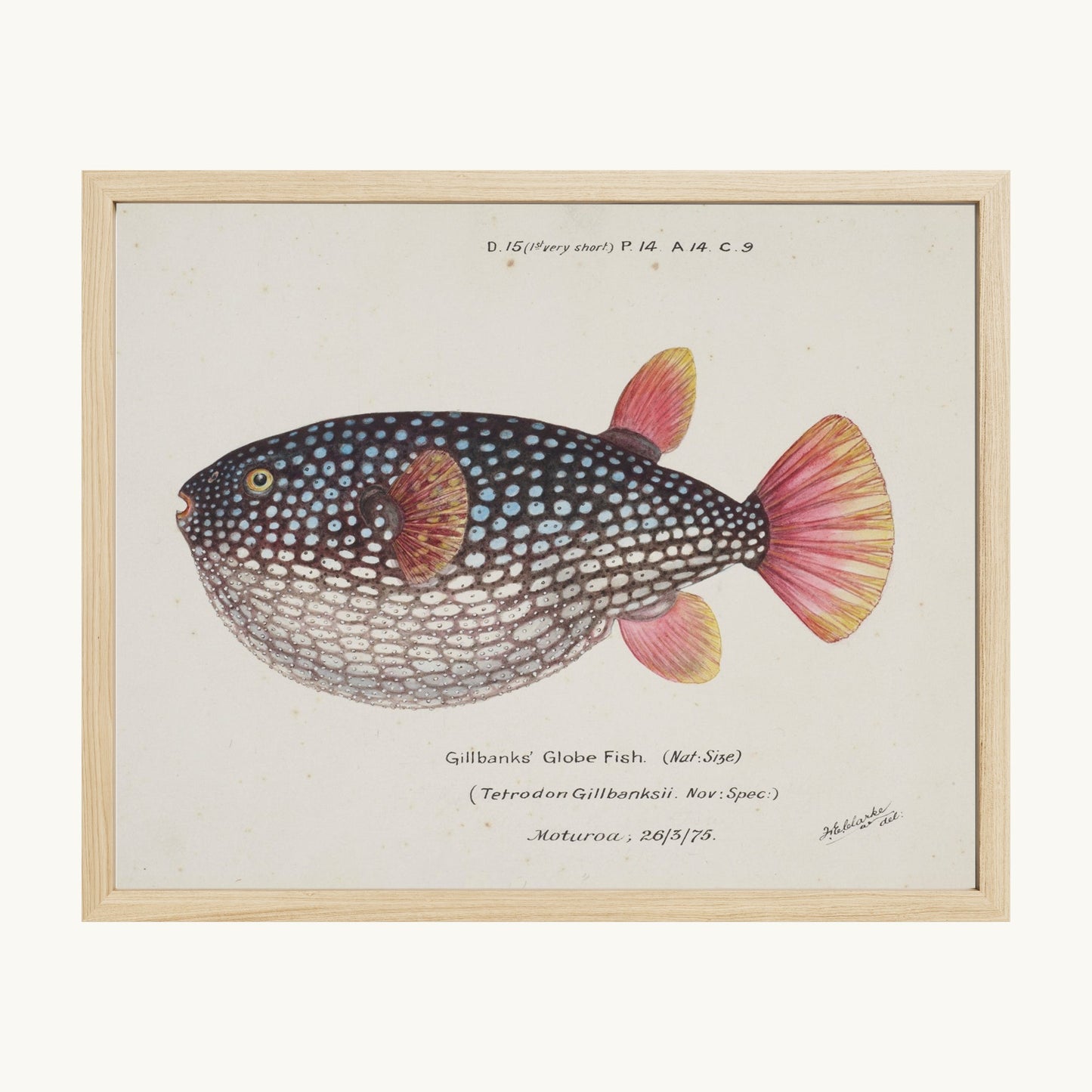 Arothron gillbanksii (Gillbanks' Globe Fish)