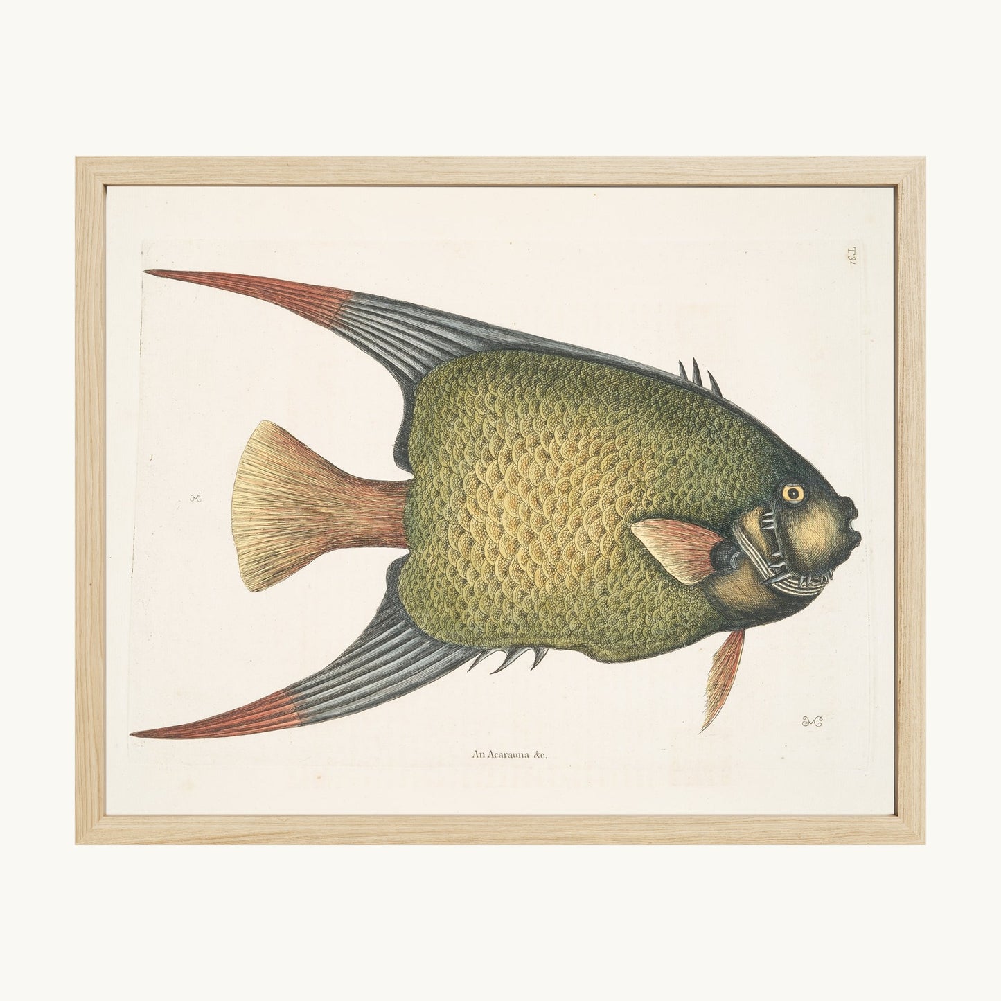 An Acarauna