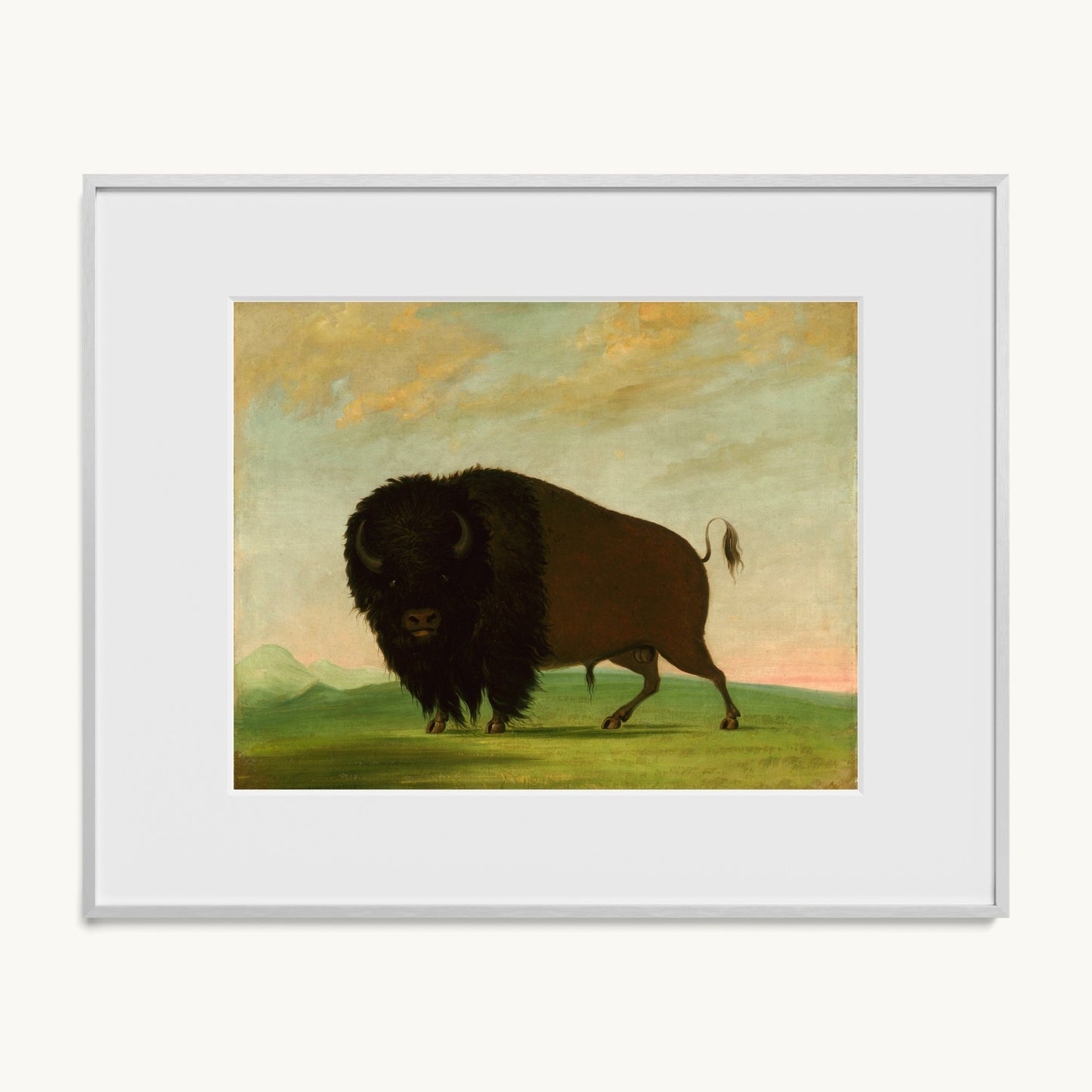 Buffalo Bull, Grazing on the Prairie
