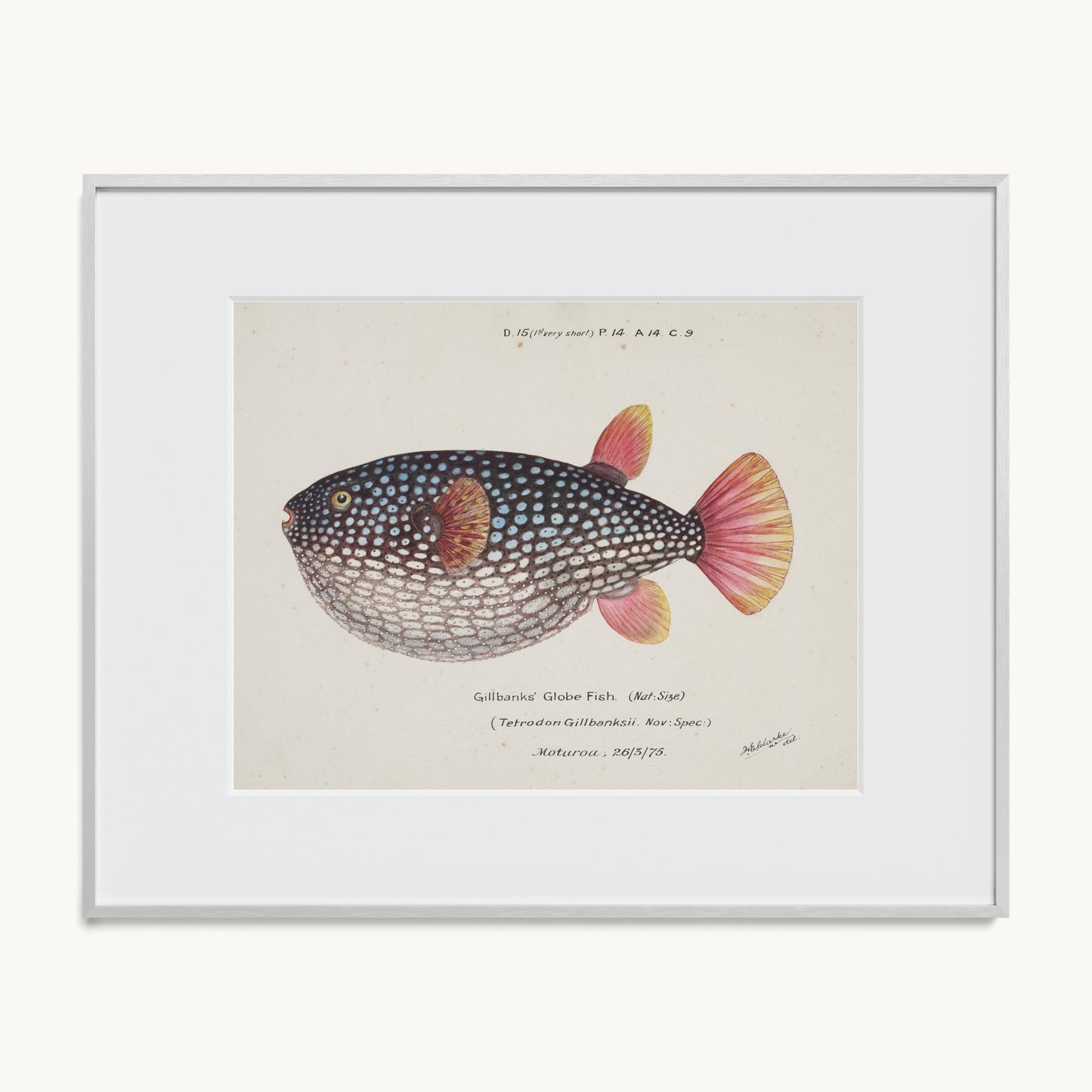 Arothron gillbanksii (Gillbanks' Globe Fish)