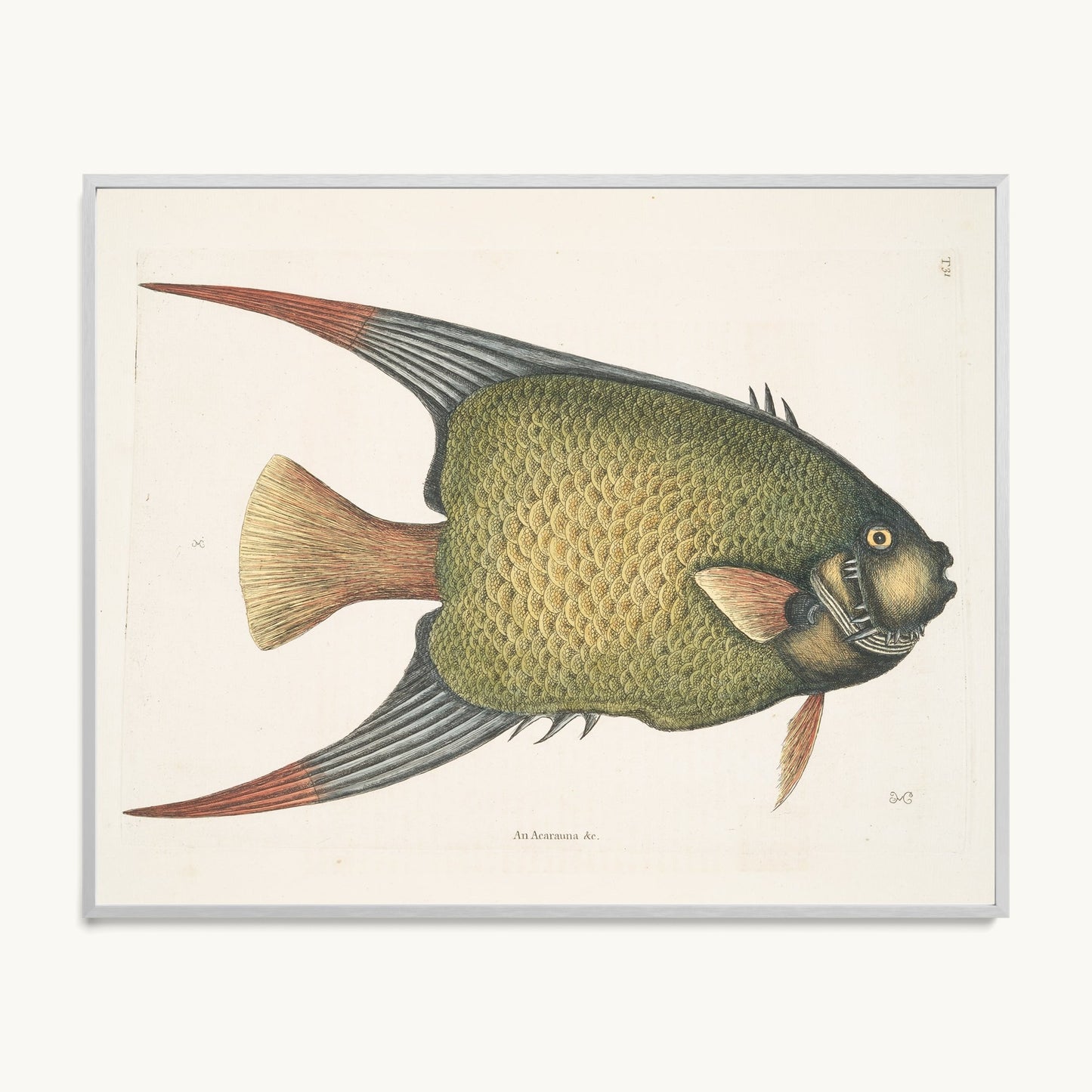 An Acarauna