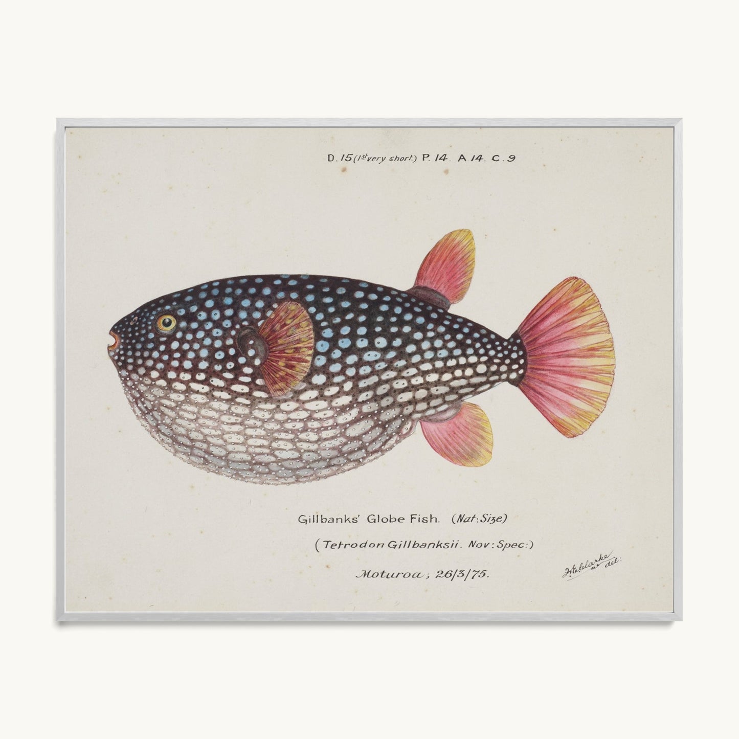 Arothron gillbanksii (Gillbanks' Globe Fish)