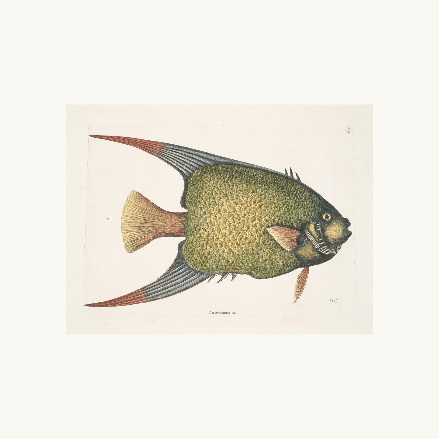 An Acarauna