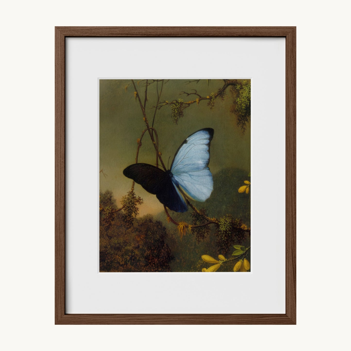 Blue Morpho Butterfly