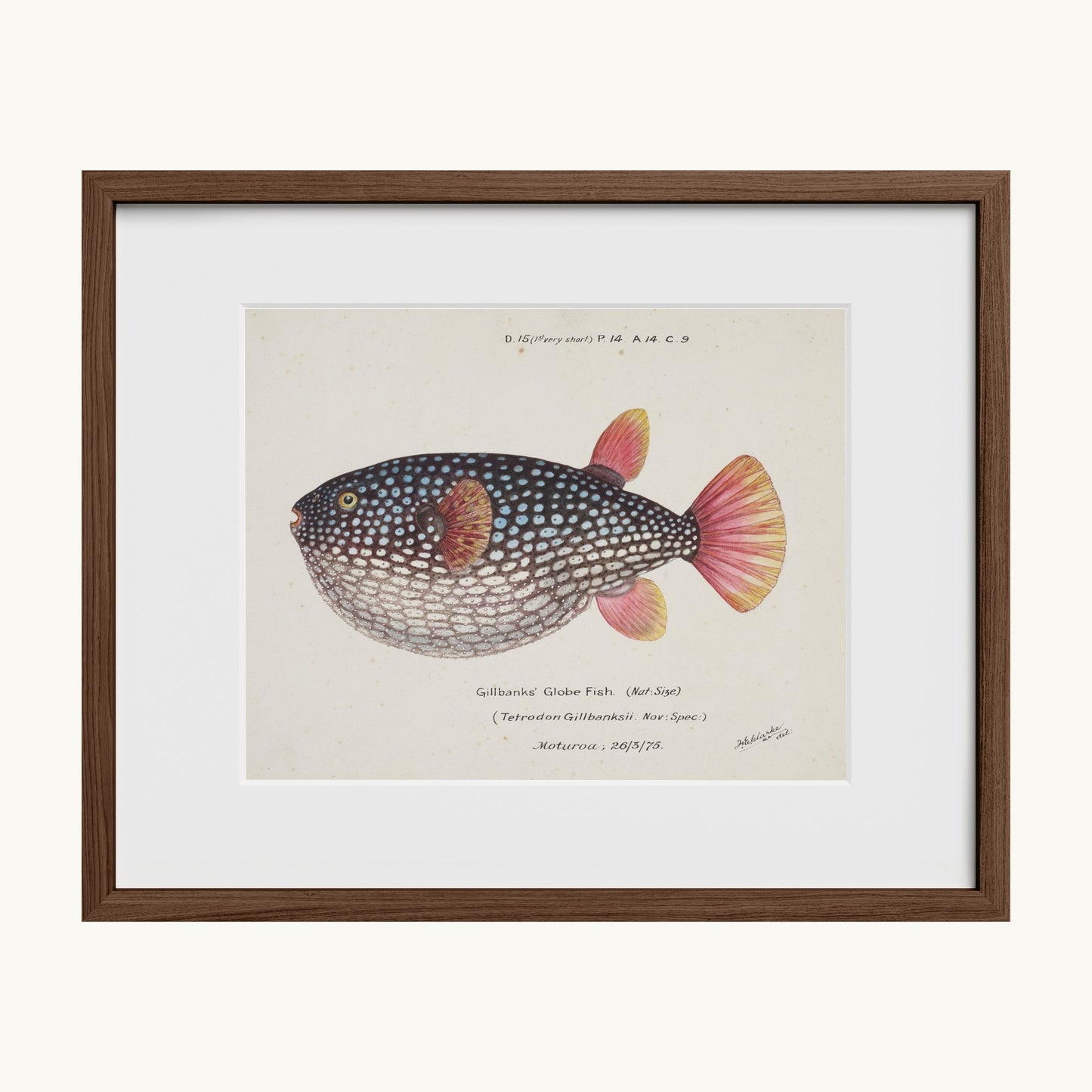 Arothron gillbanksii (Gillbanks' Globe Fish)