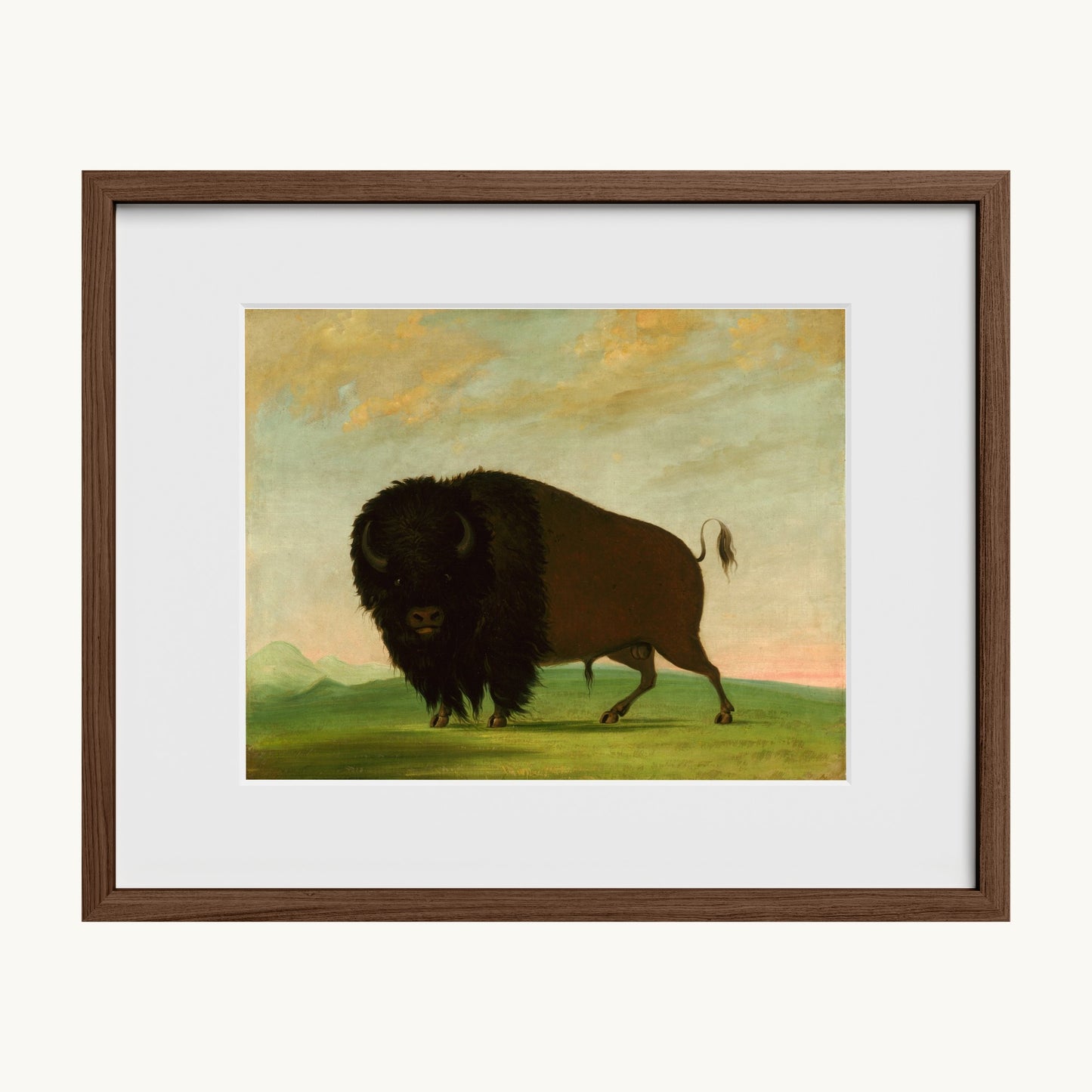 Buffalo Bull, Grazing on the Prairie