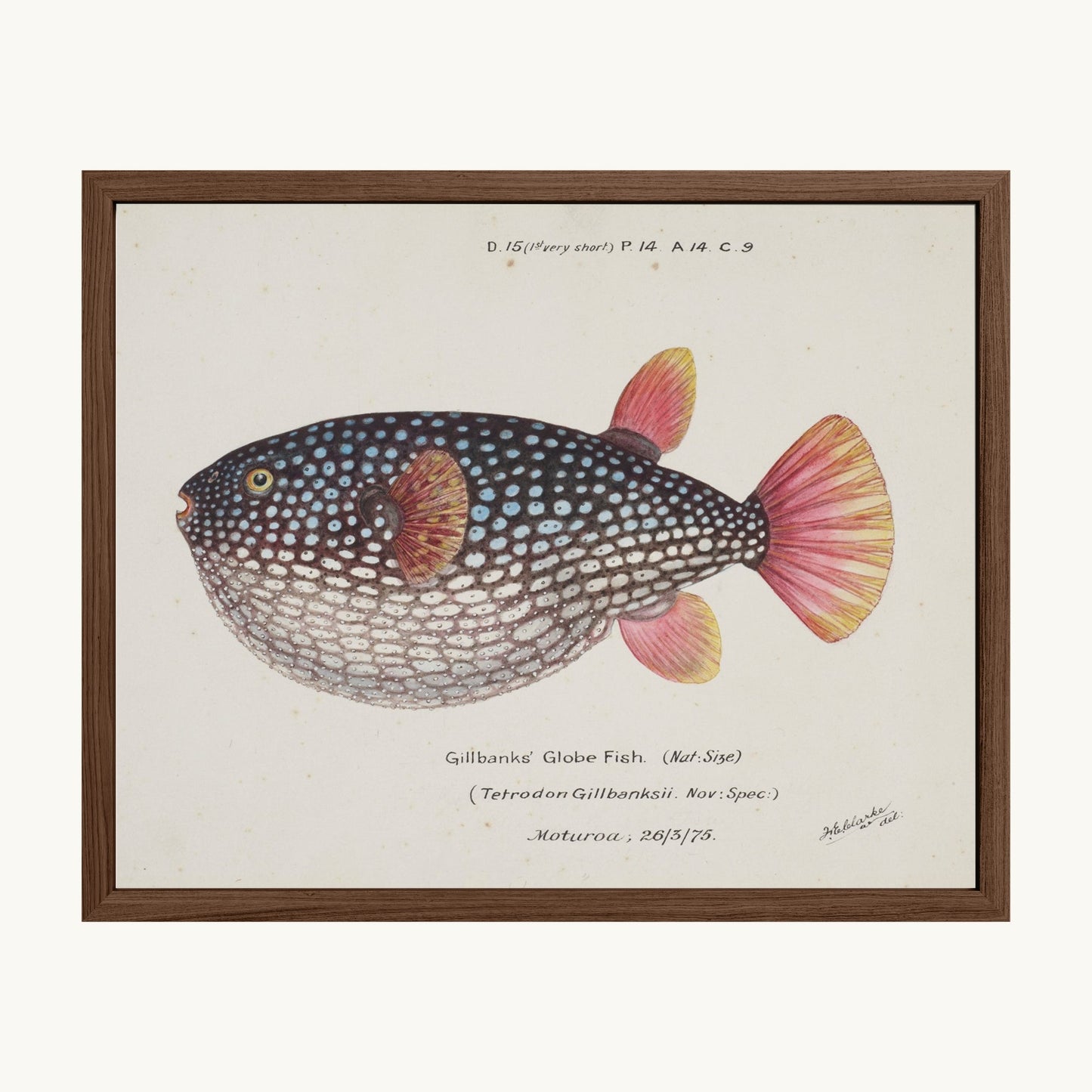 Arothron gillbanksii (Gillbanks' Globe Fish)