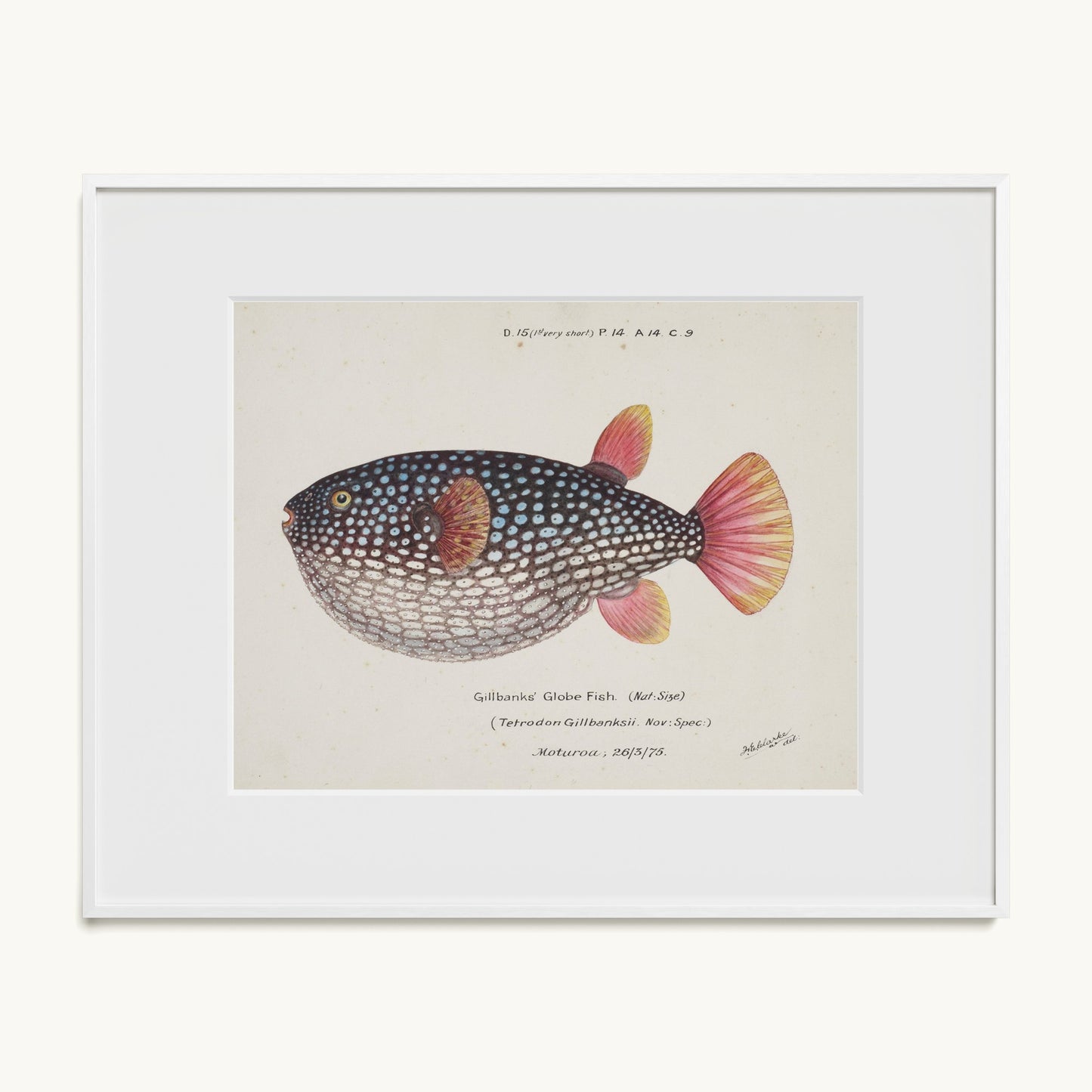 Arothron gillbanksii (Gillbanks' Globe Fish)