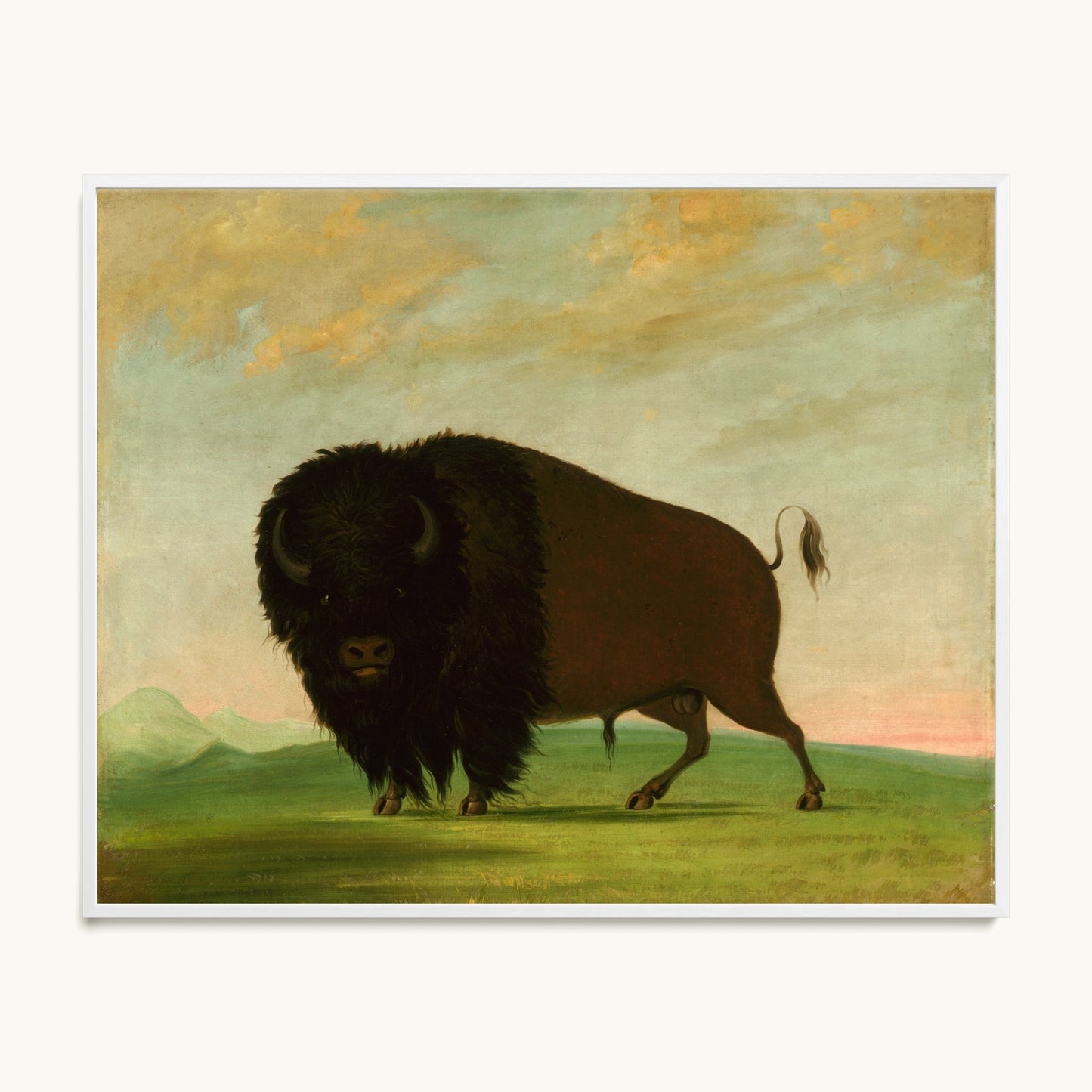 Buffalo Bull, Grazing on the Prairie