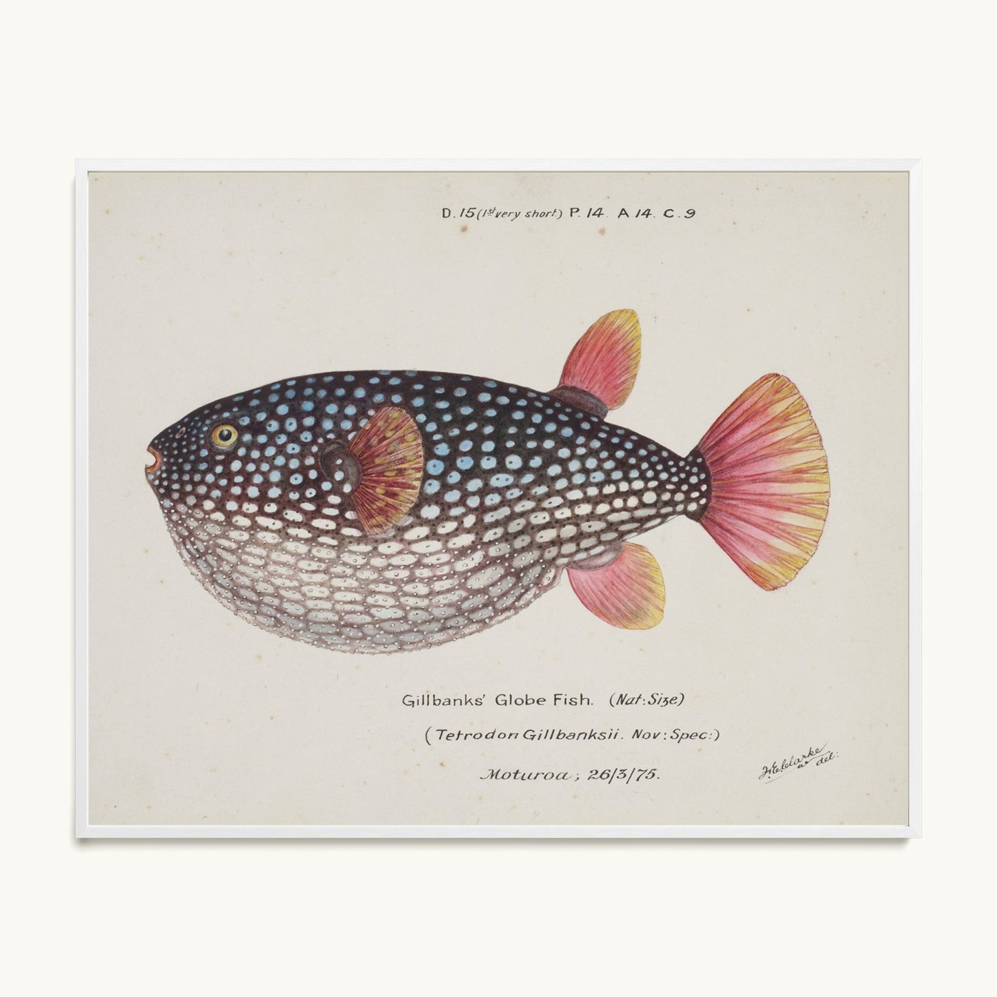 Arothron gillbanksii (Gillbanks' Globe Fish)