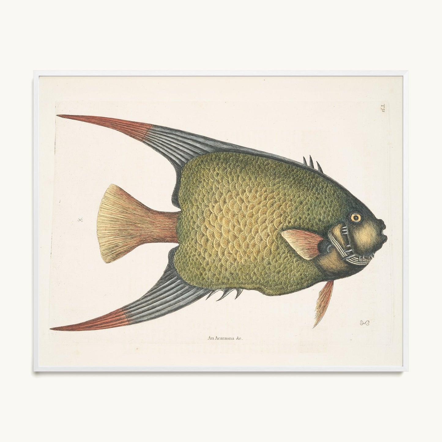 An Acarauna