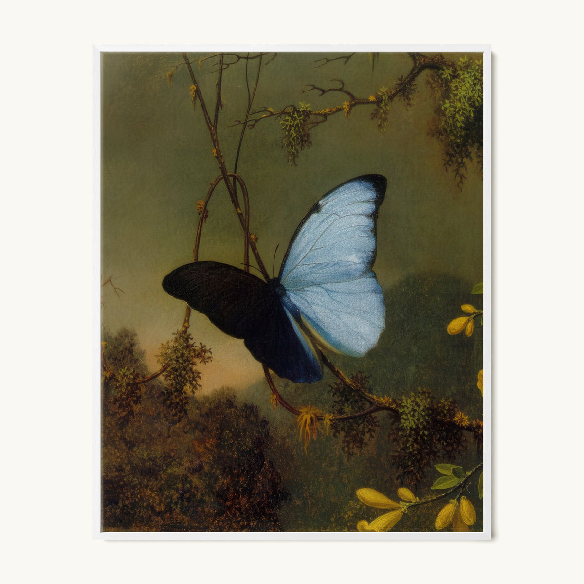 Blue Morpho Butterfly