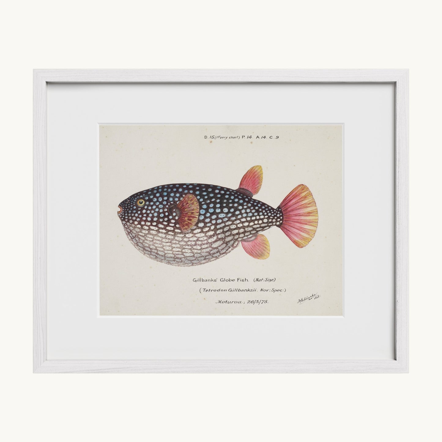 Arothron gillbanksii (Gillbanks' Globe Fish)