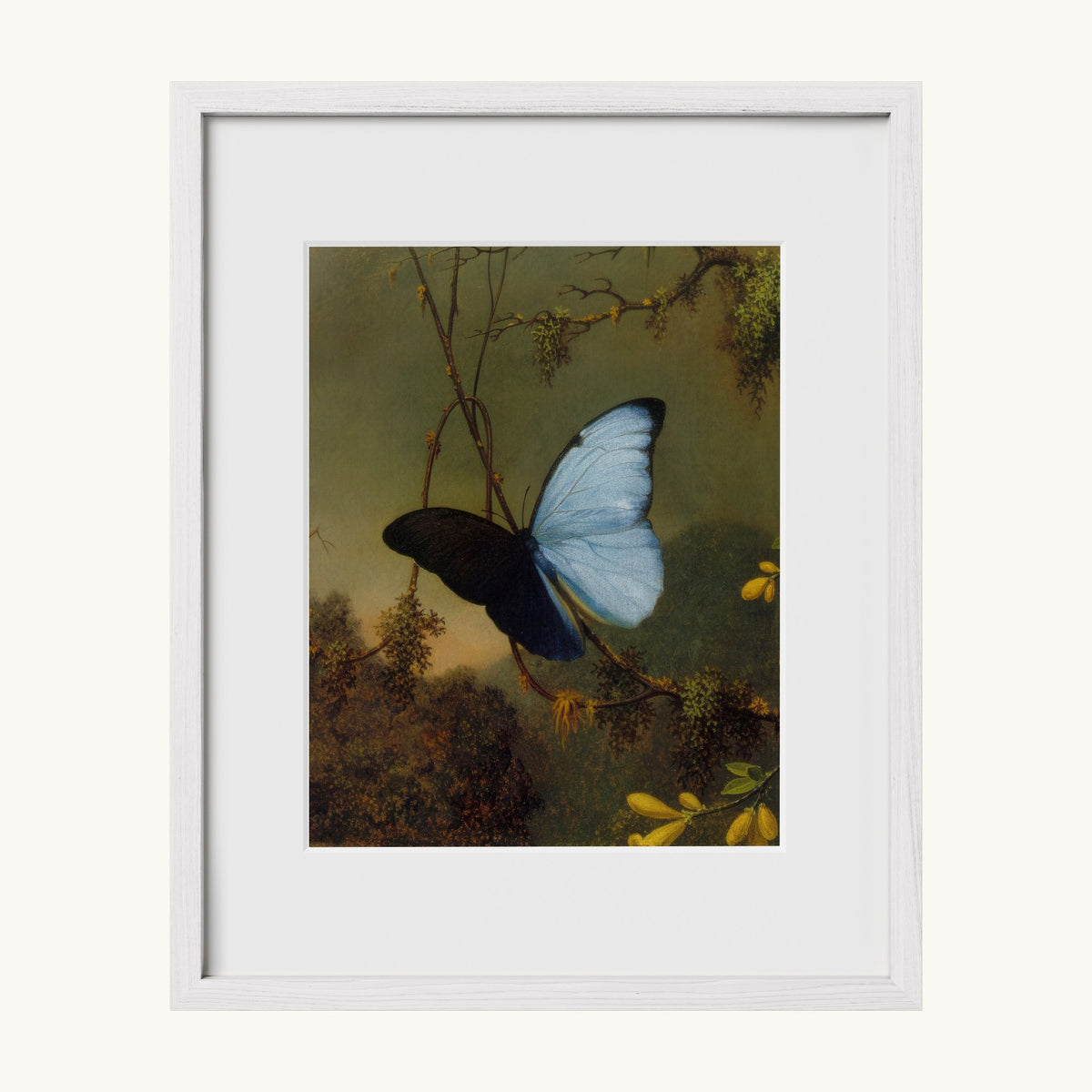 Blue Morpho Butterfly