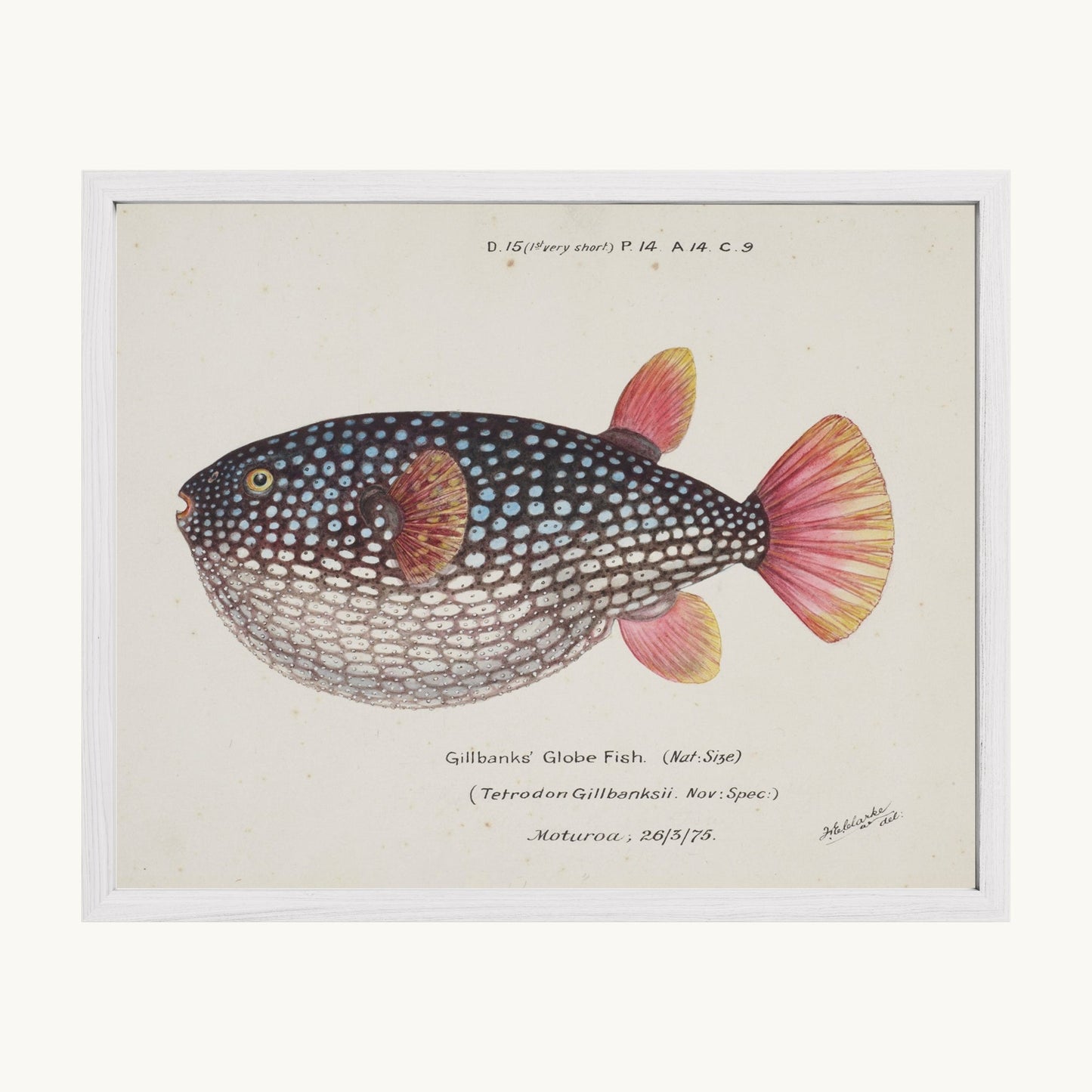 Arothron gillbanksii (Gillbanks' Globe Fish)