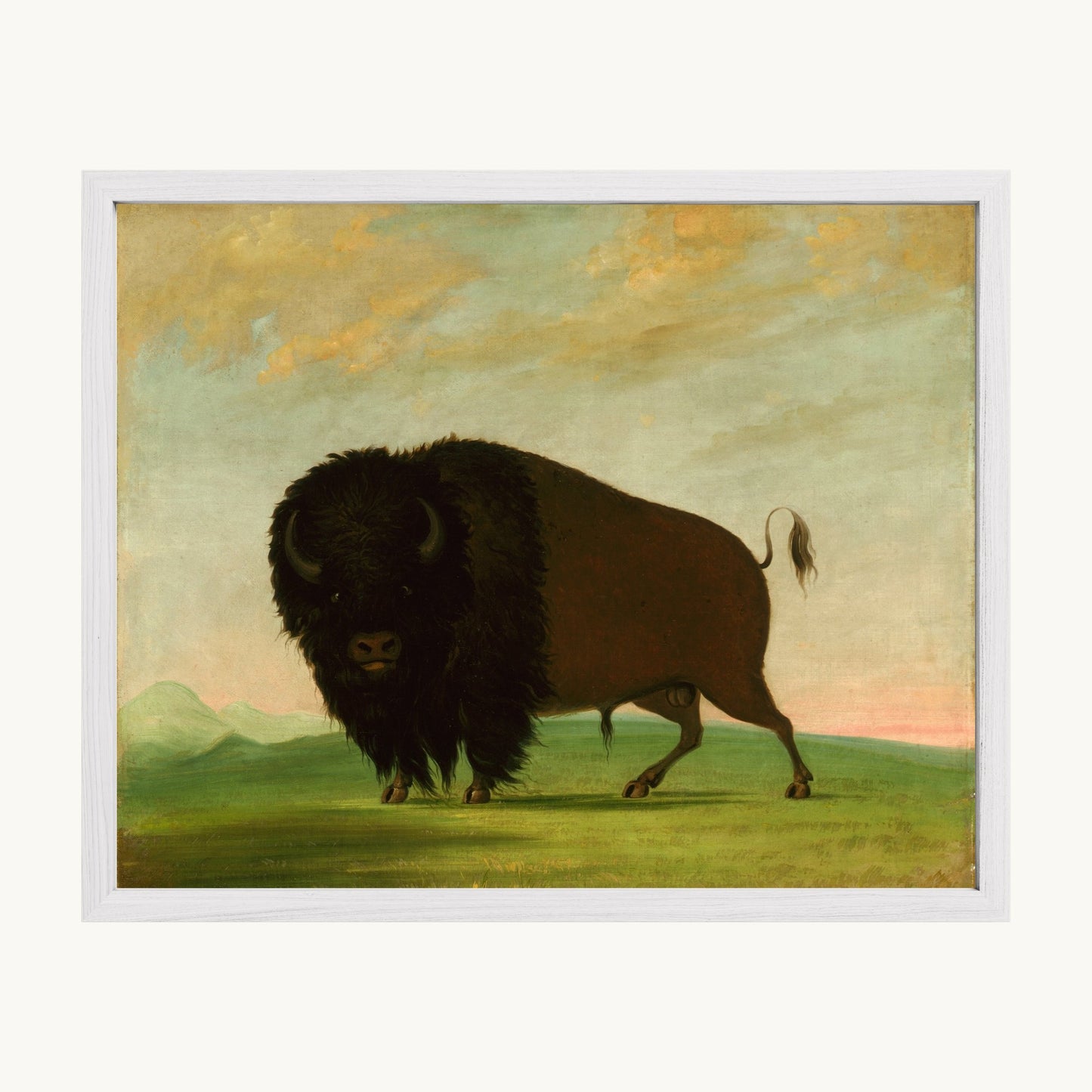 Buffalo Bull, Grazing on the Prairie