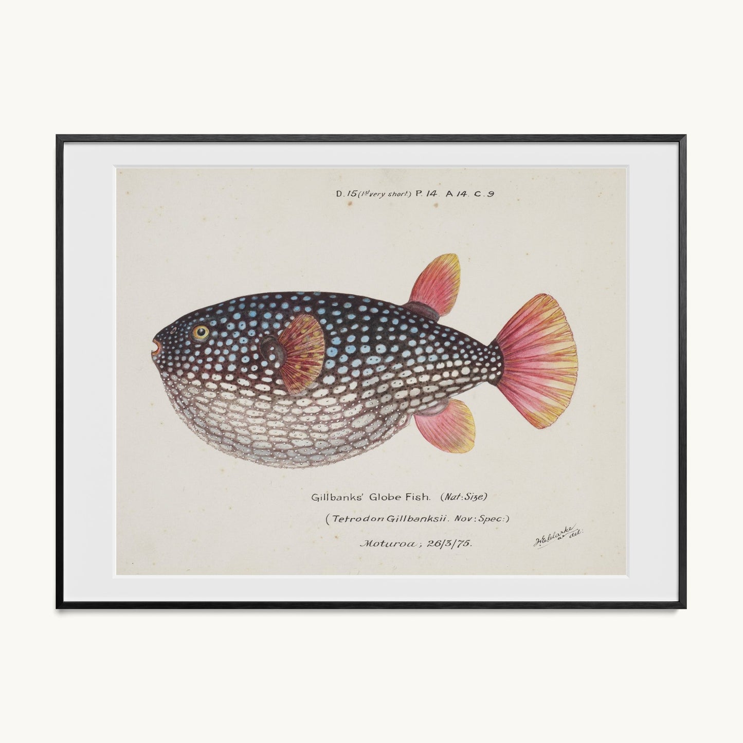 Arothron gillbanksii (Gillbanks' Globe Fish)