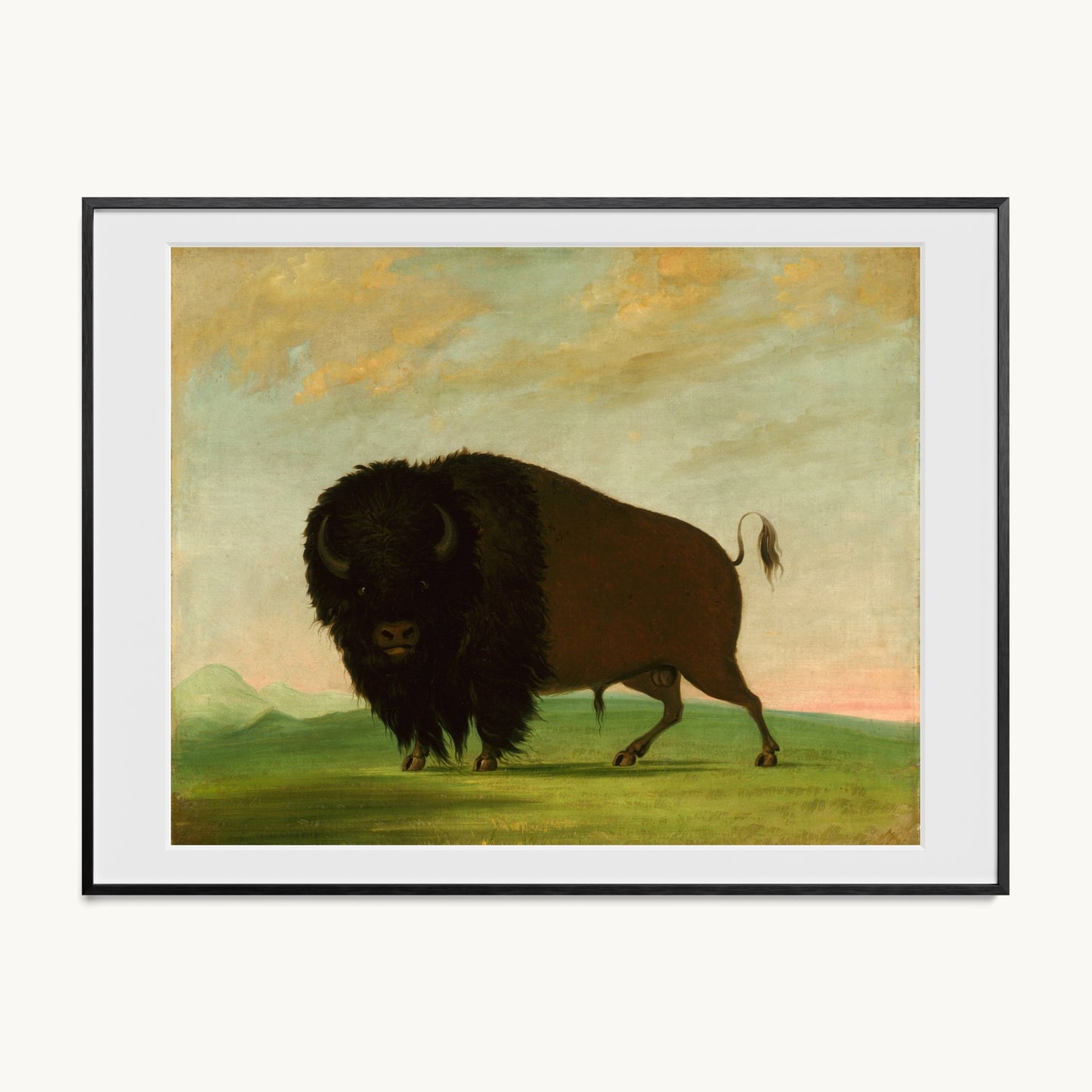 Buffalo Bull, Grazing on the Prairie