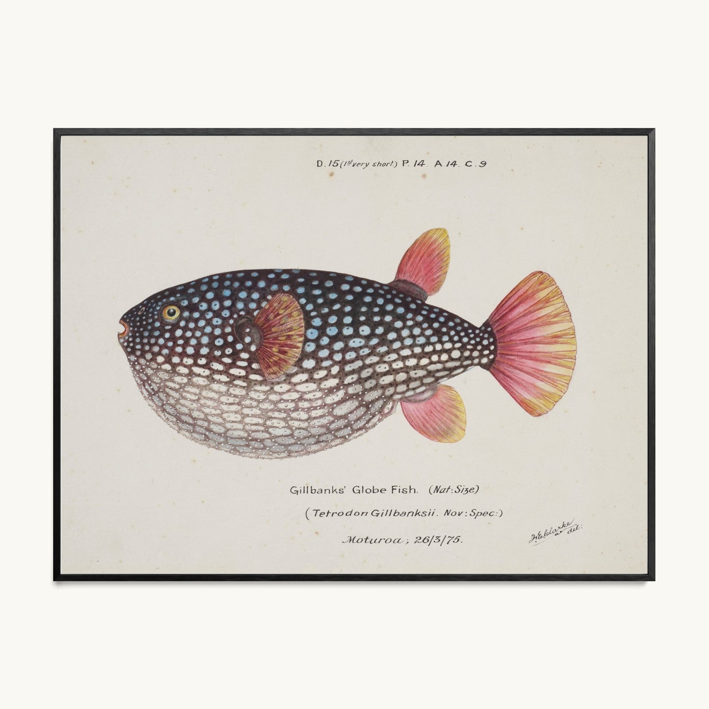 Arothron gillbanksii (Gillbanks' Globe Fish)