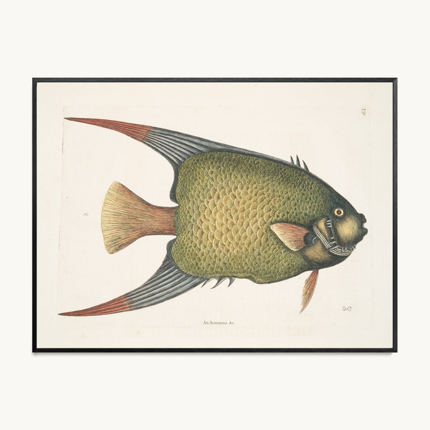 An Acarauna