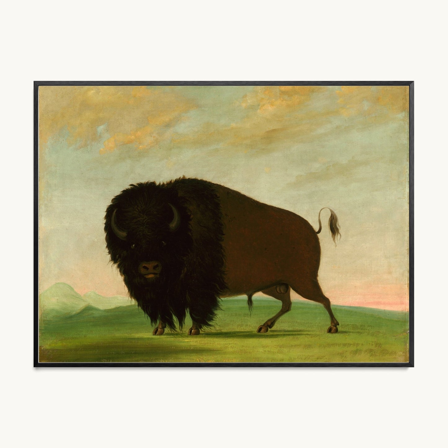 Buffalo Bull, Grazing on the Prairie