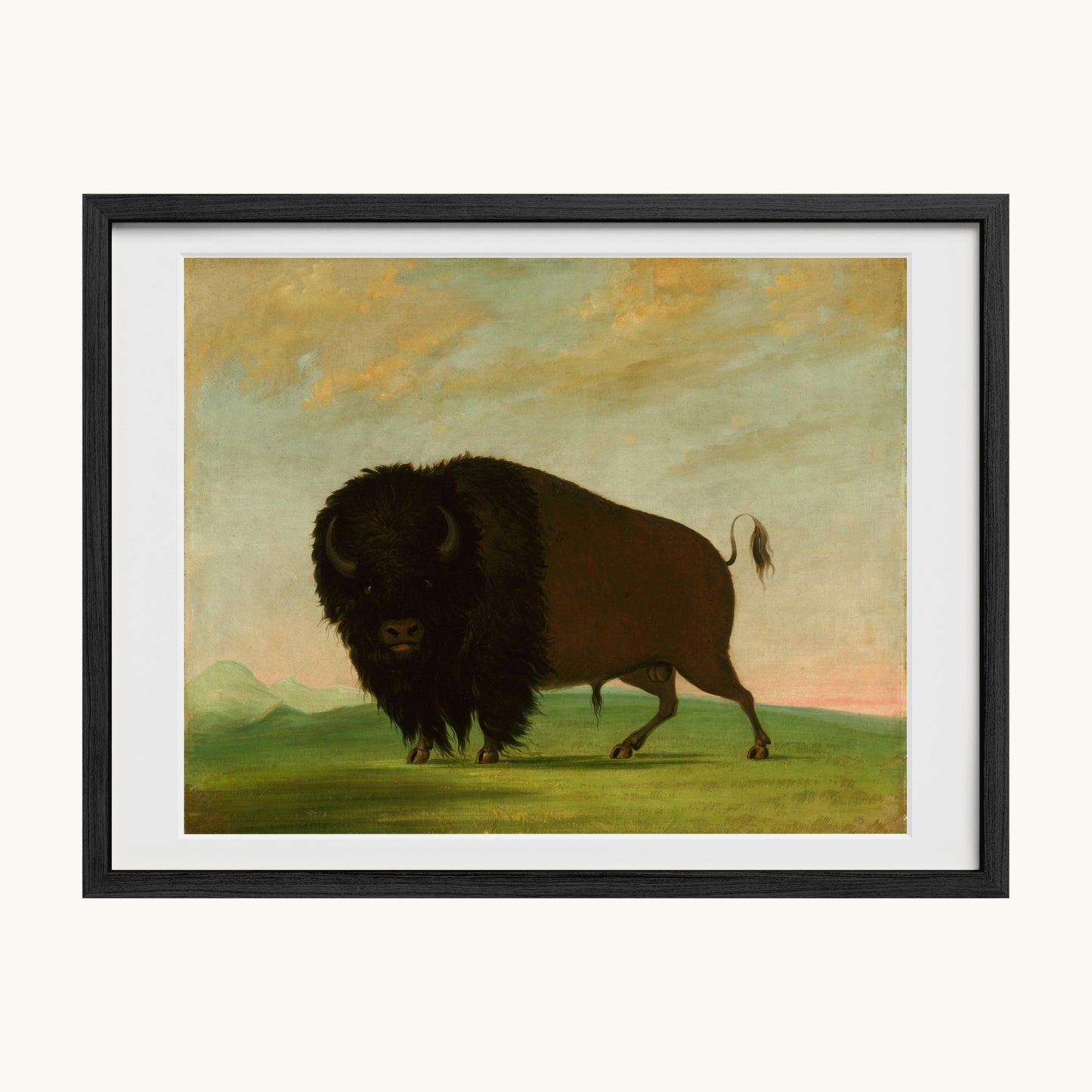 Buffalo Bull, Grazing on the Prairie