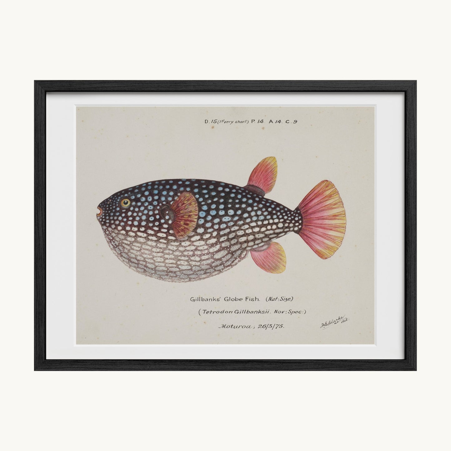 Arothron gillbanksii (Gillbanks' Globe Fish)