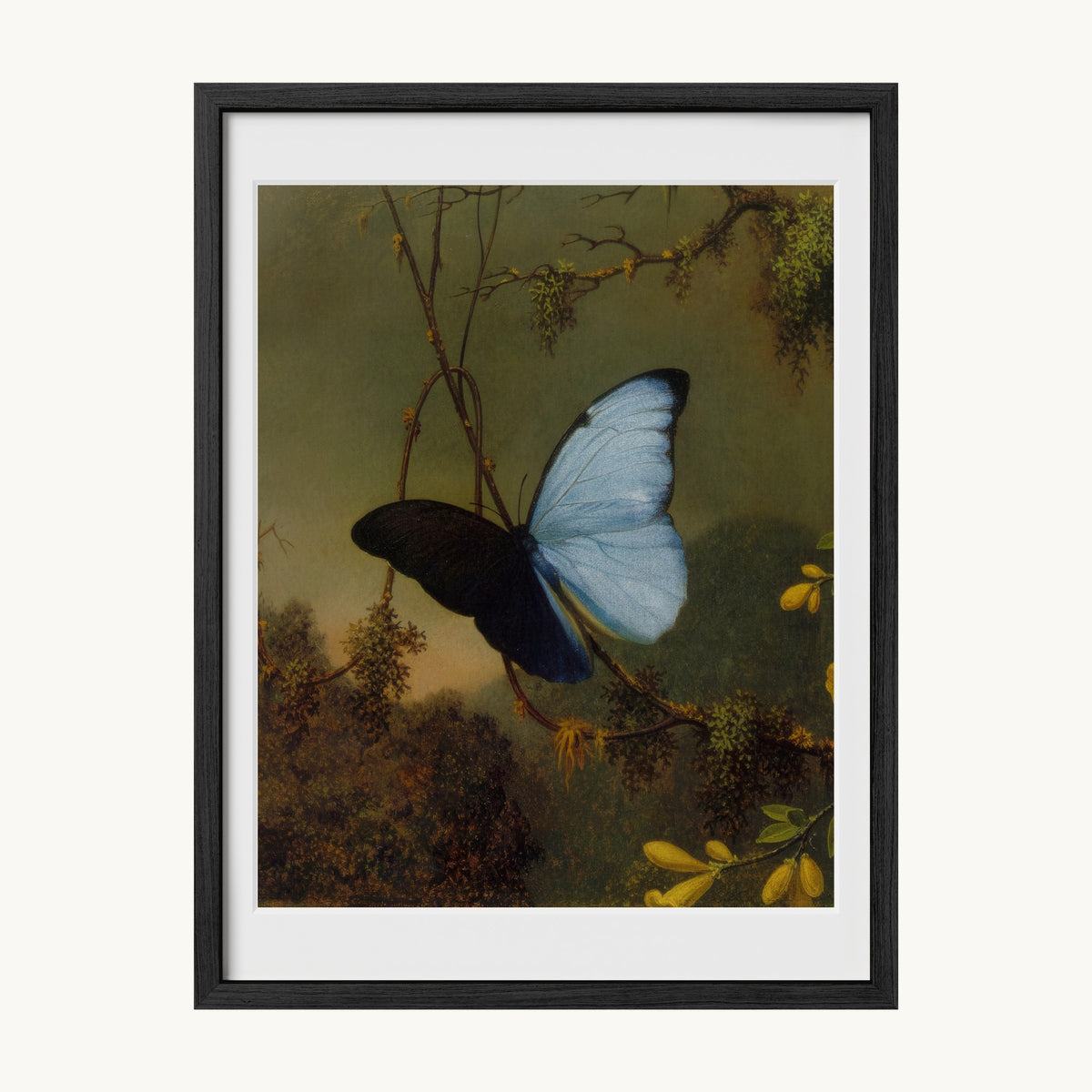 Blue Morpho Butterfly