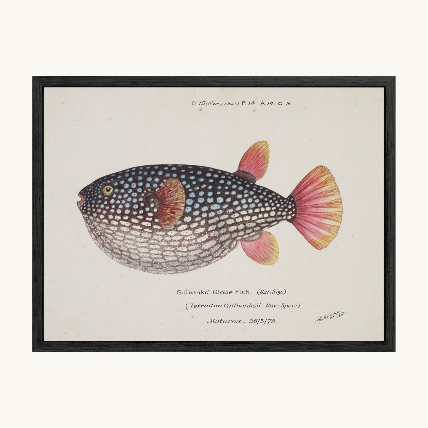 Arothron gillbanksii (Gillbanks' Globe Fish)