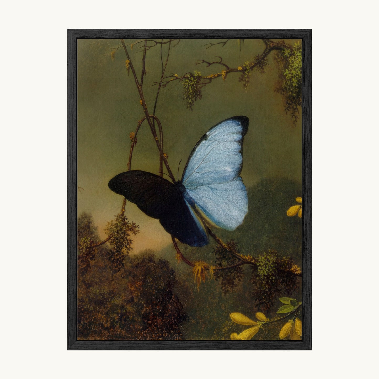 Blue Morpho Butterfly