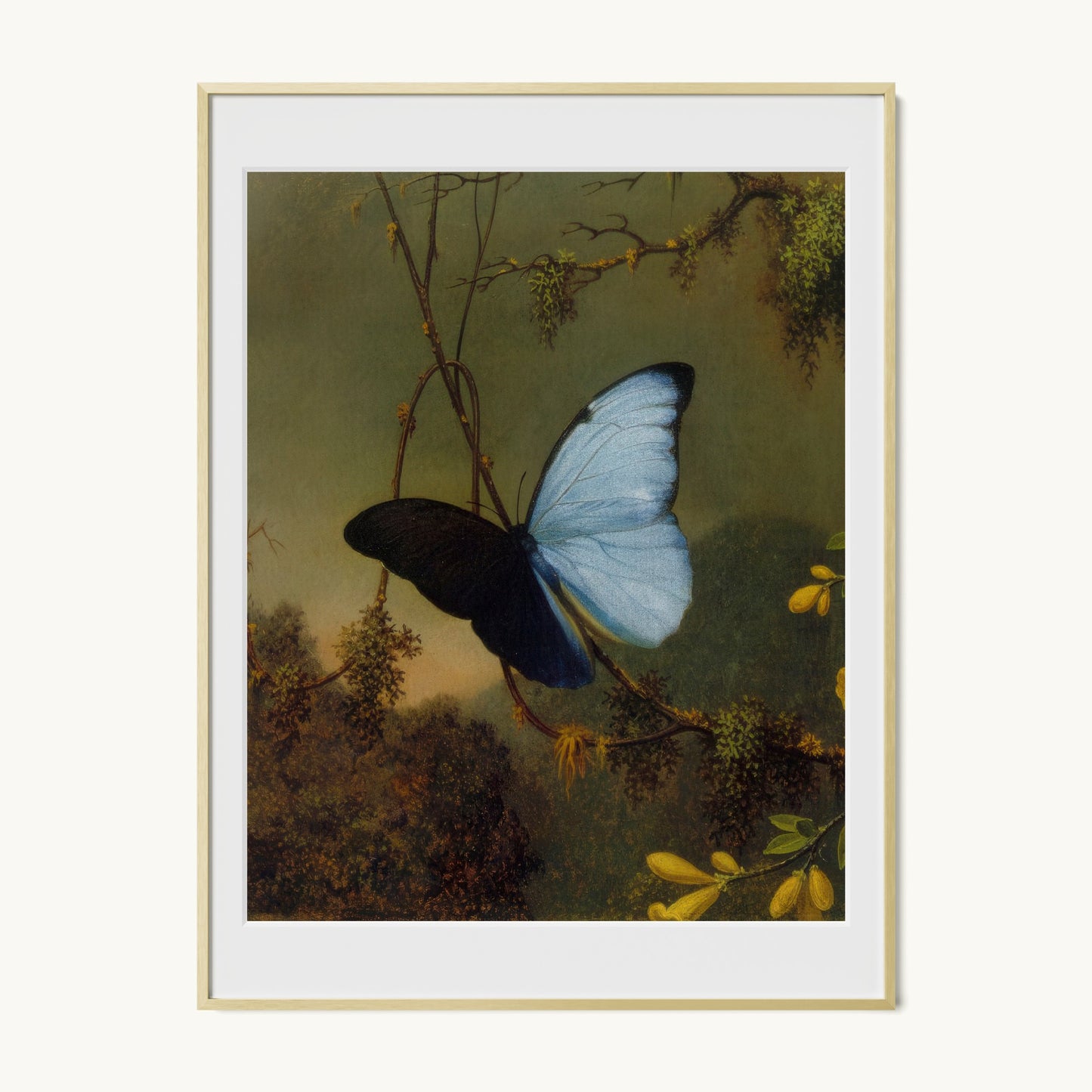 Blue Morpho Butterfly