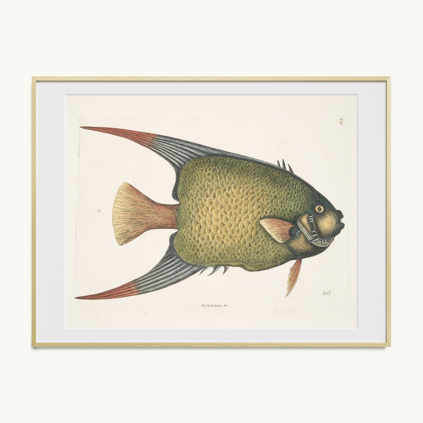 An Acarauna
