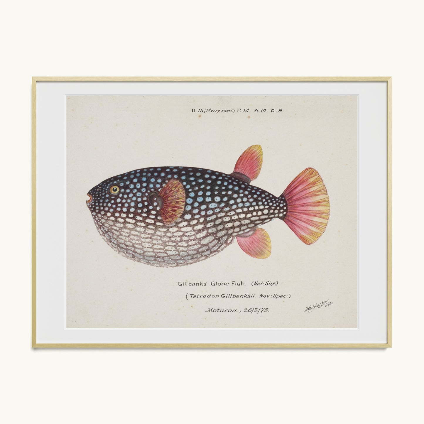 Arothron gillbanksii (Gillbanks' Globe Fish)